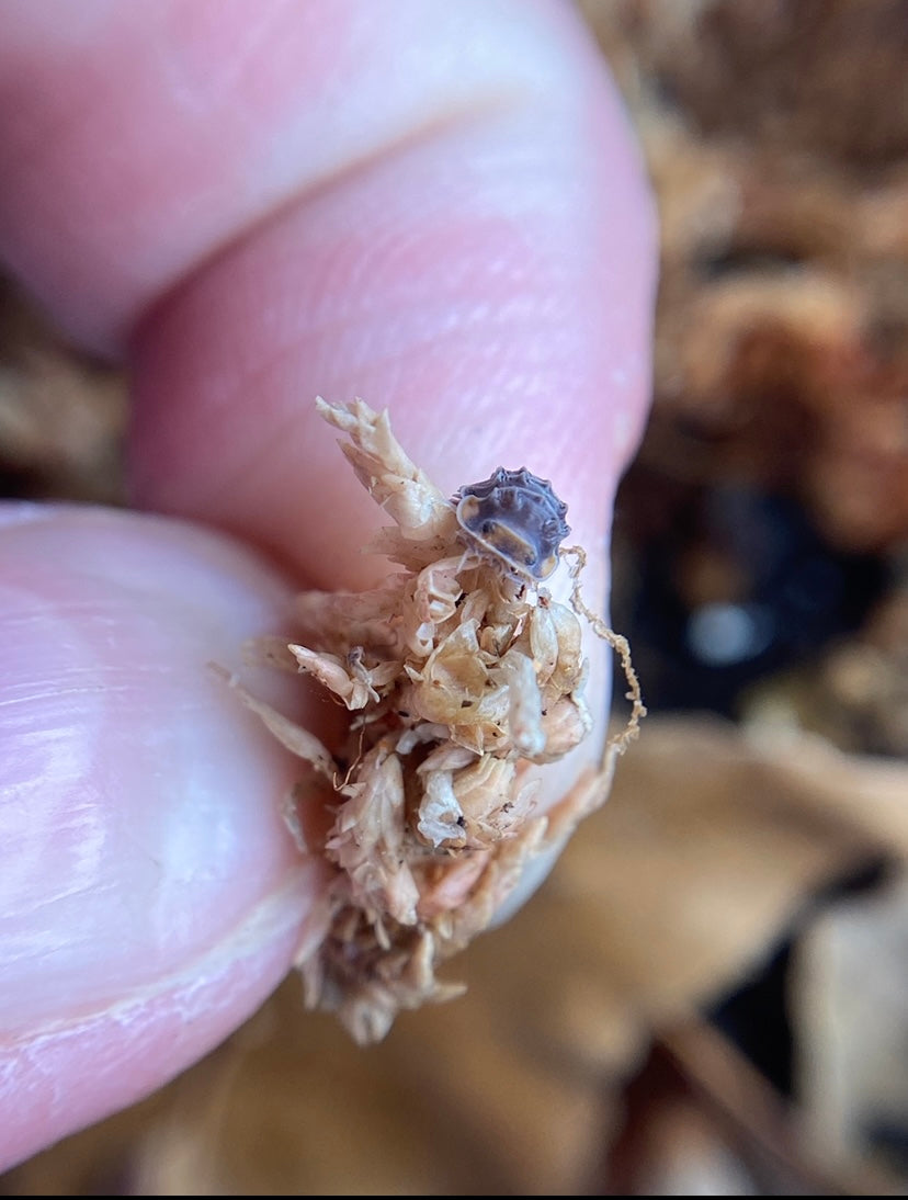 Isopoda Sp “Shiny Gators” **Dwarf Spikys**