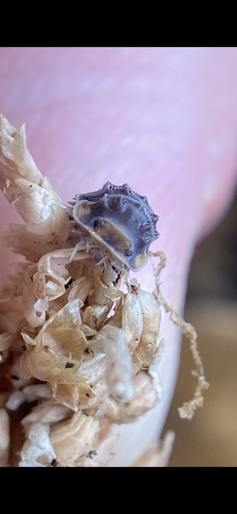 Isopoda Sp “Shiny Gators” **Dwarf Spikys**