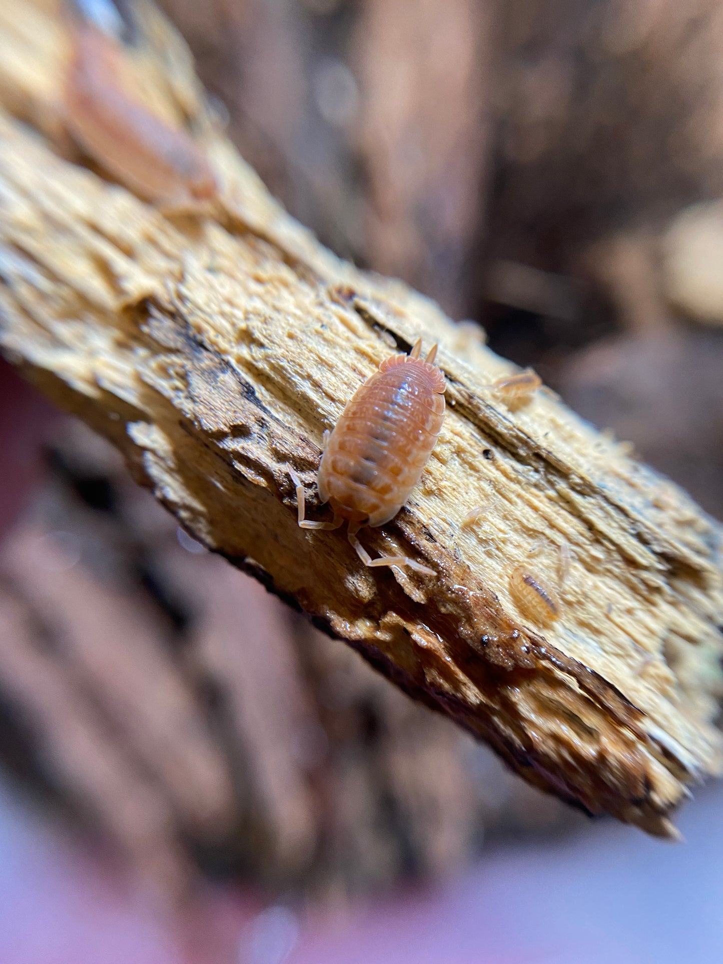 Porcellio Scaber Orange ember