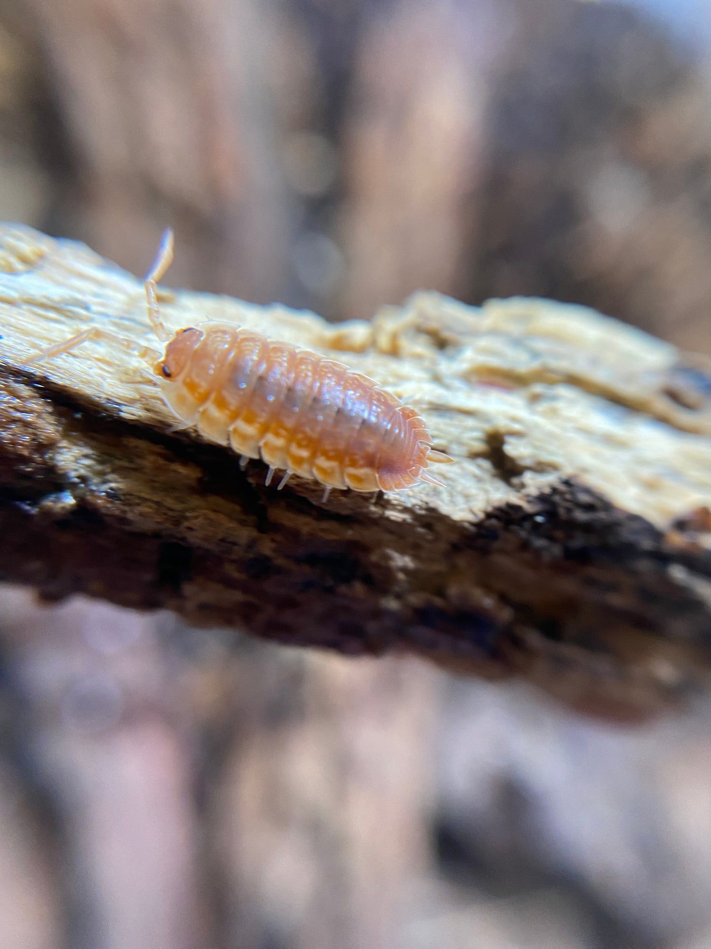 Porcellio Scaber Orange ember