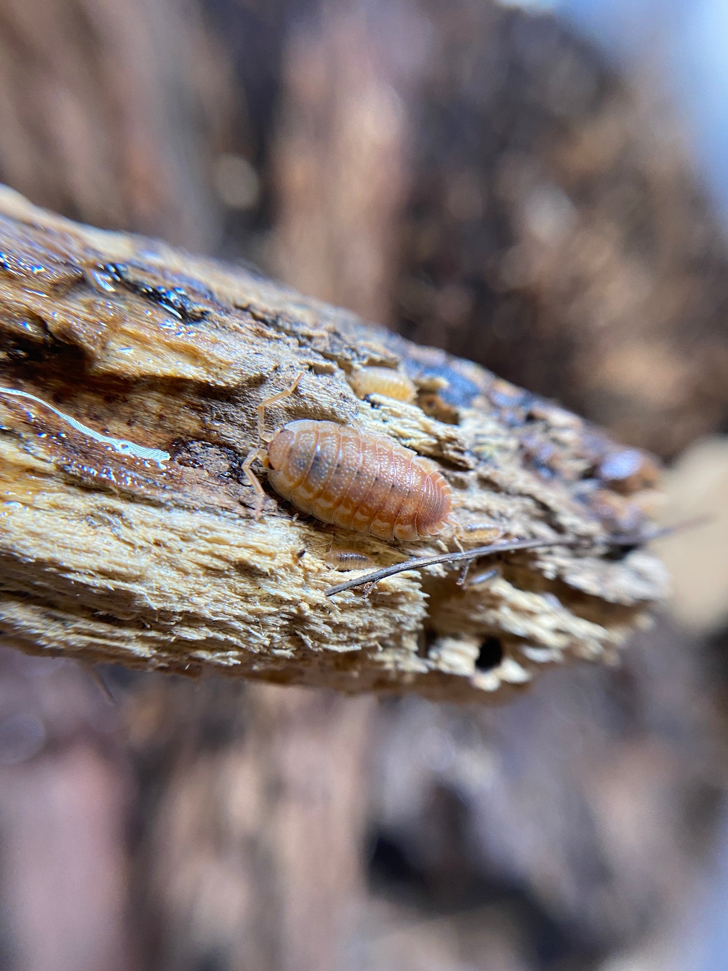 Porcellio Scaber Orange ember