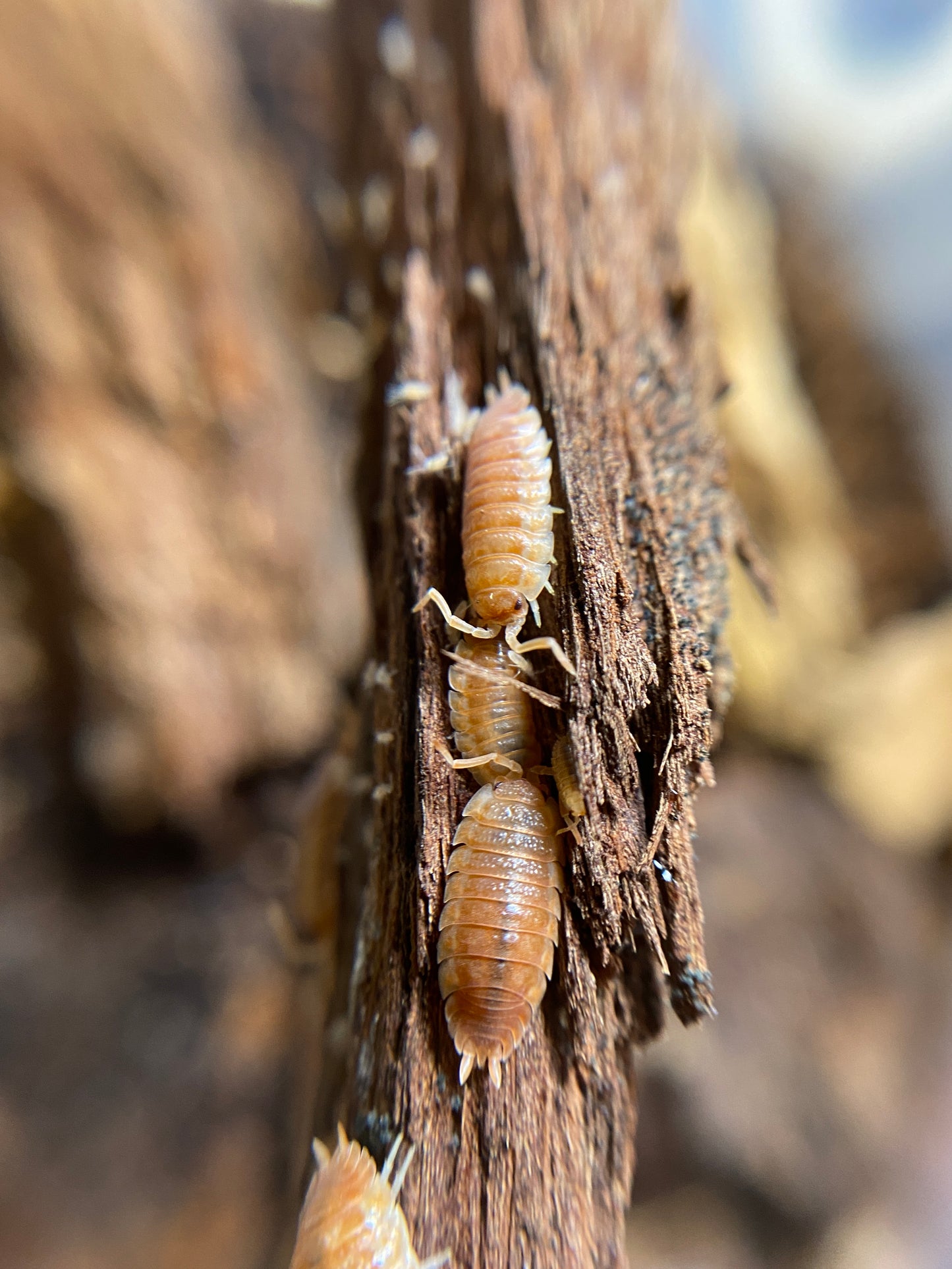 Porcellio Scaber Orange ember