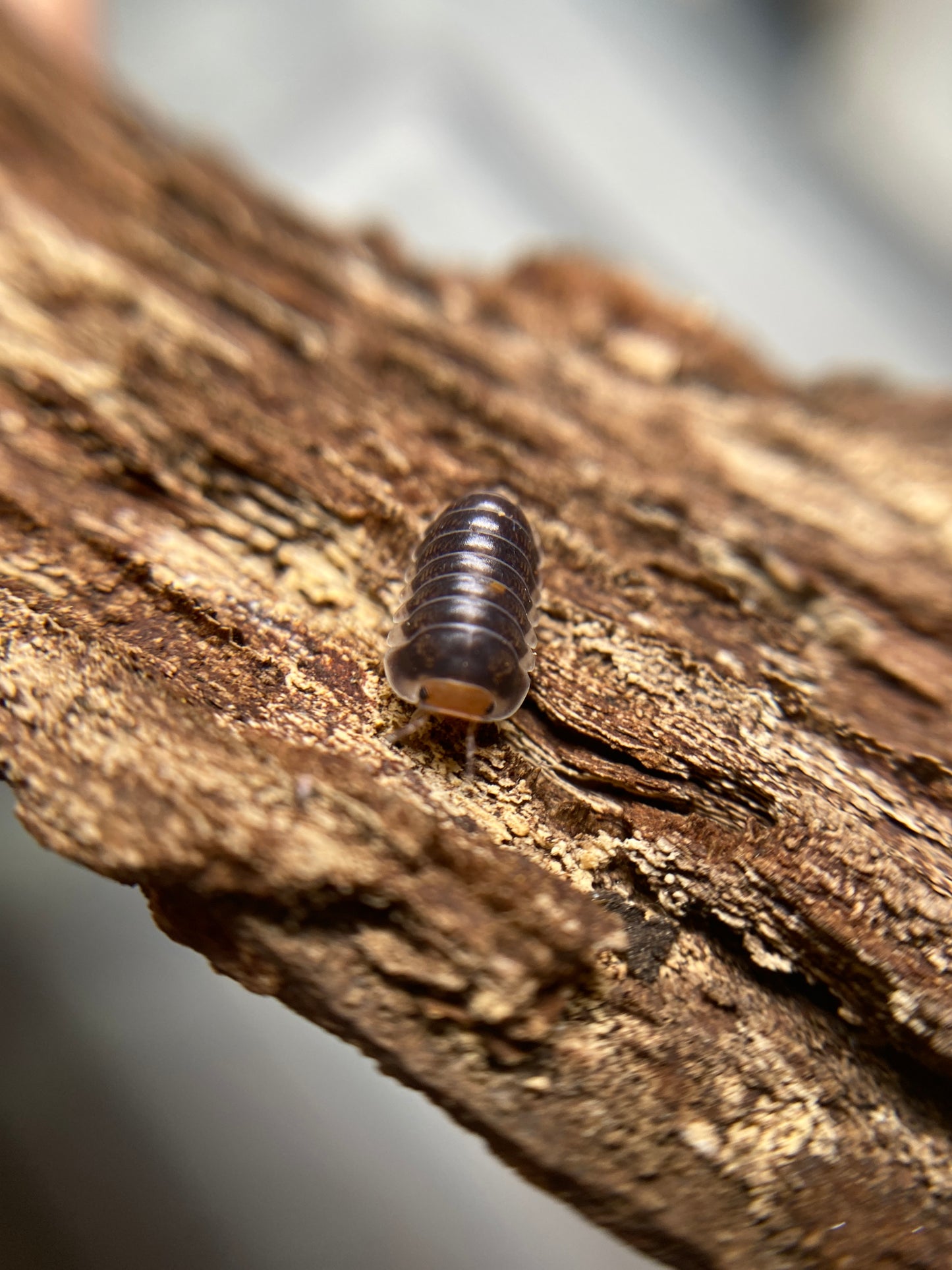 Cubaris sp pak chong