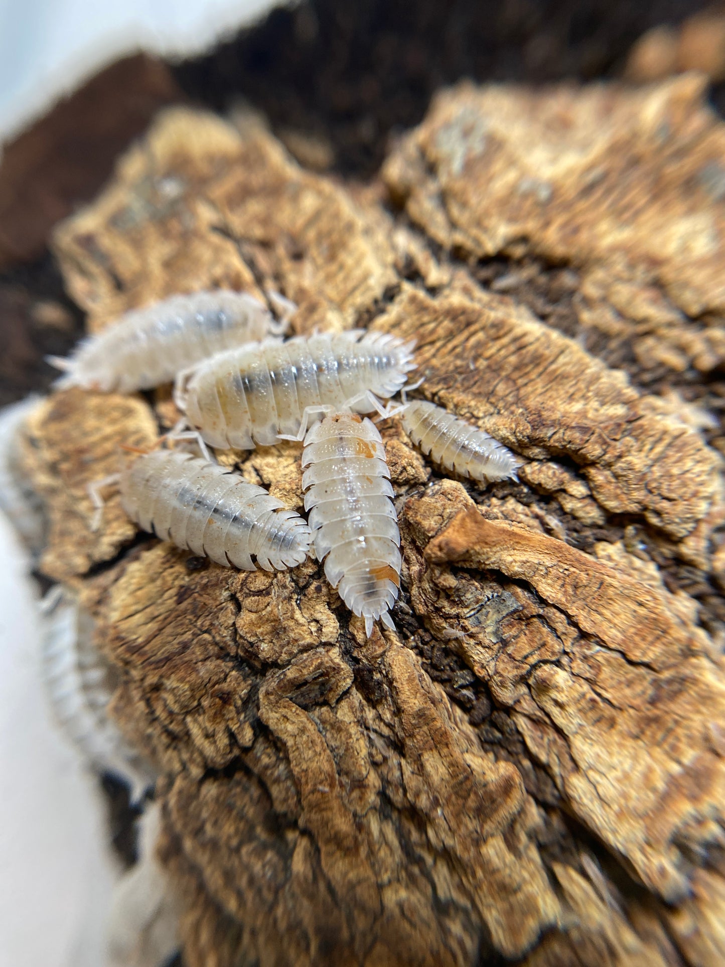 Porcellio Scaber Dalmation “orange”