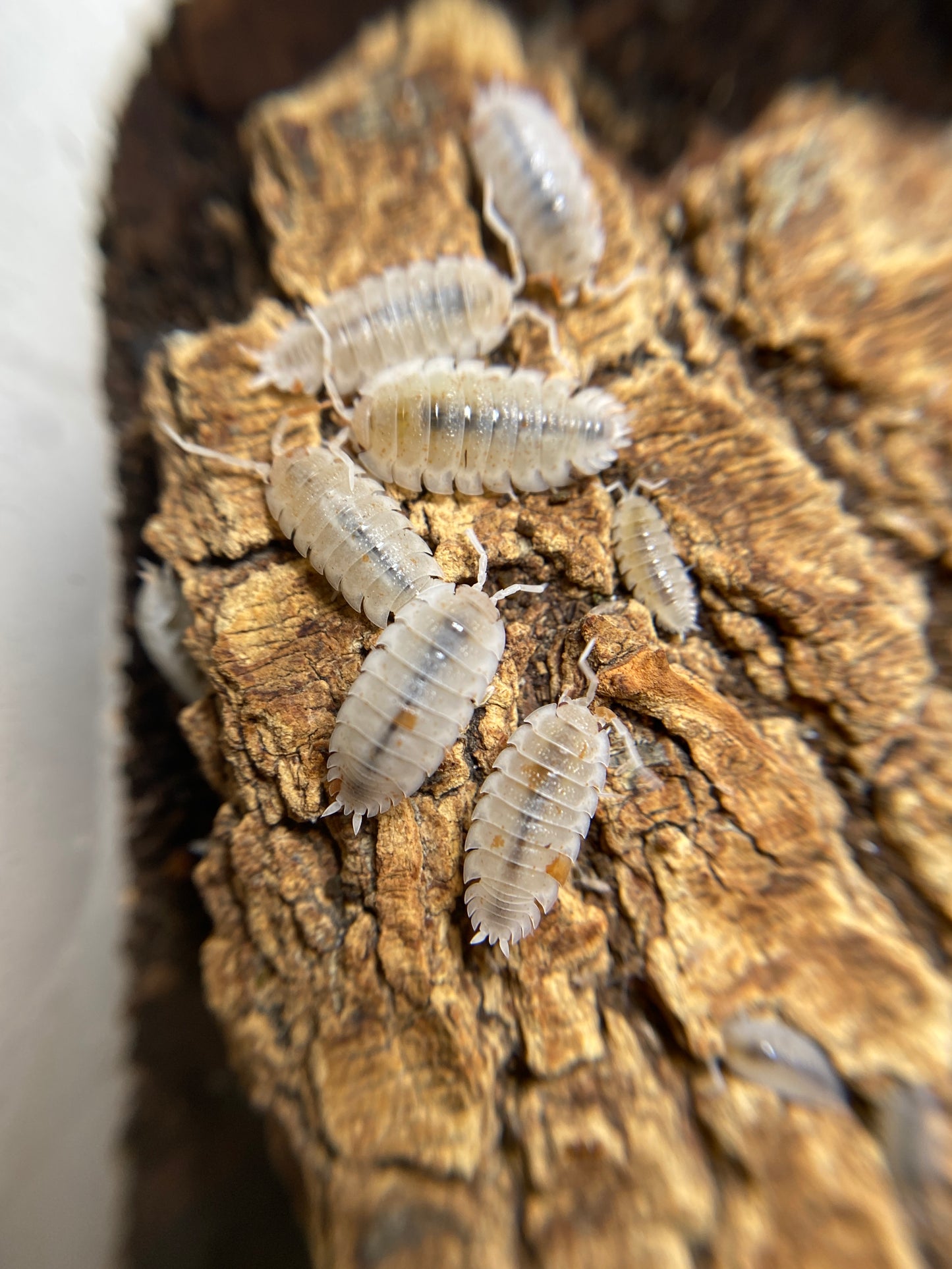 Porcellio Scaber Dalmation “orange”