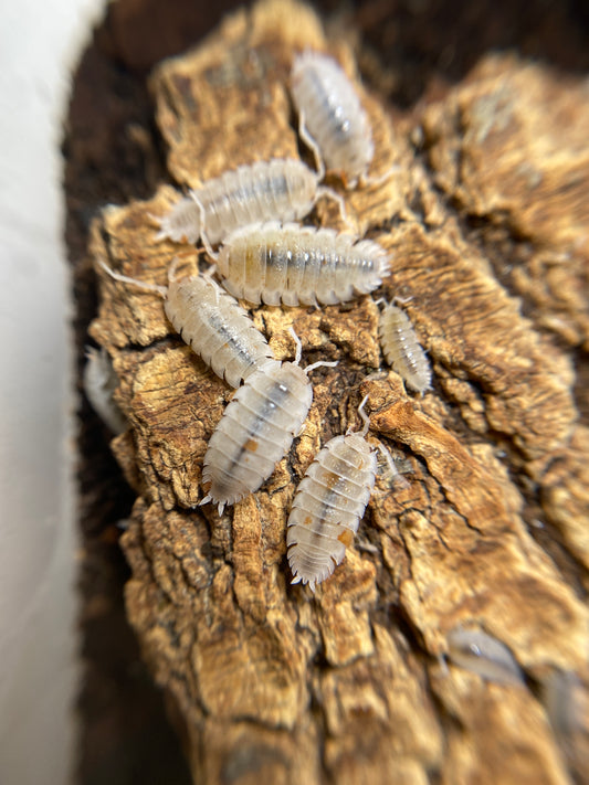 Porcellio Scaber Dalmation “orange”