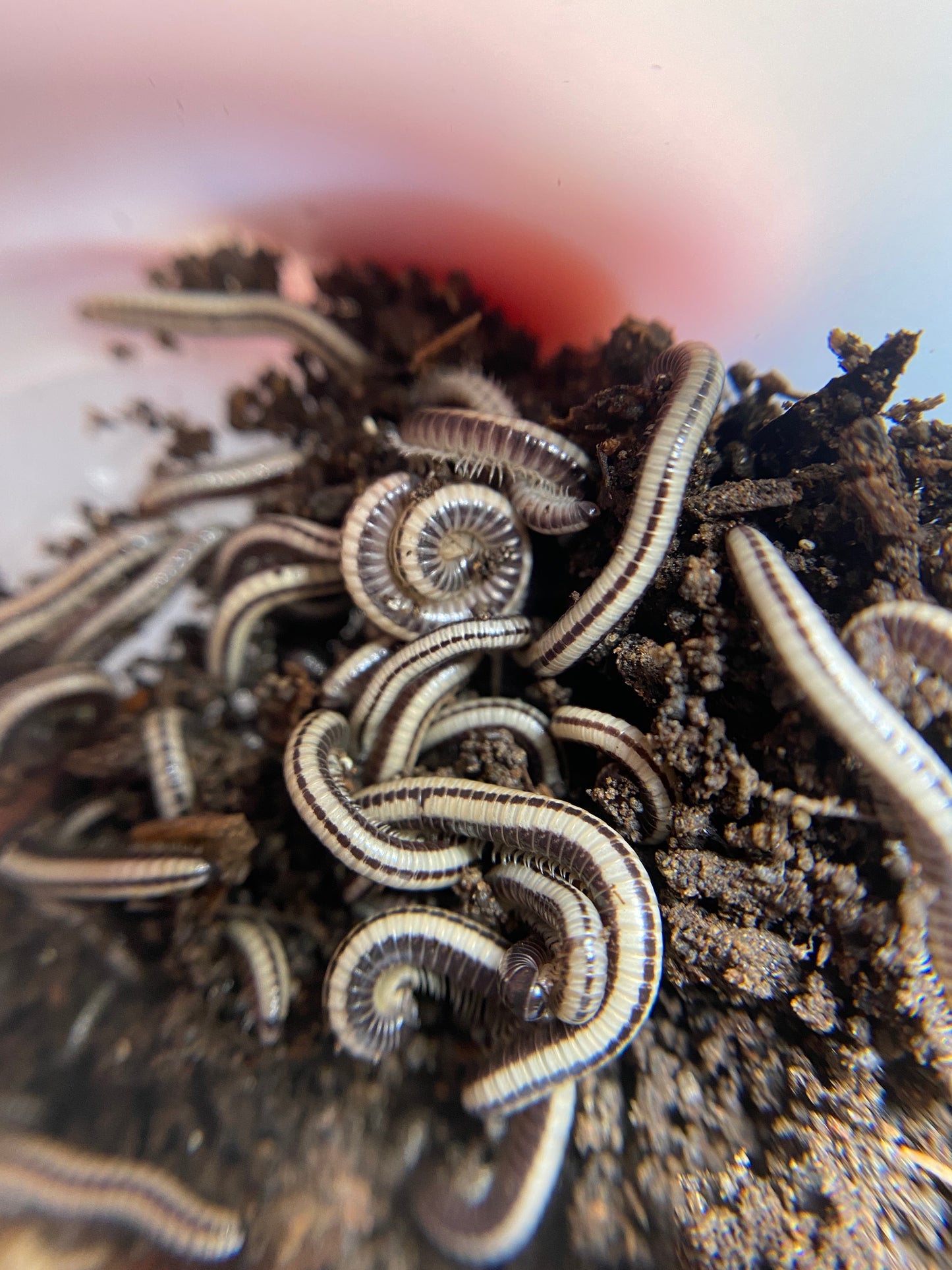 Maui Millipede 10 count