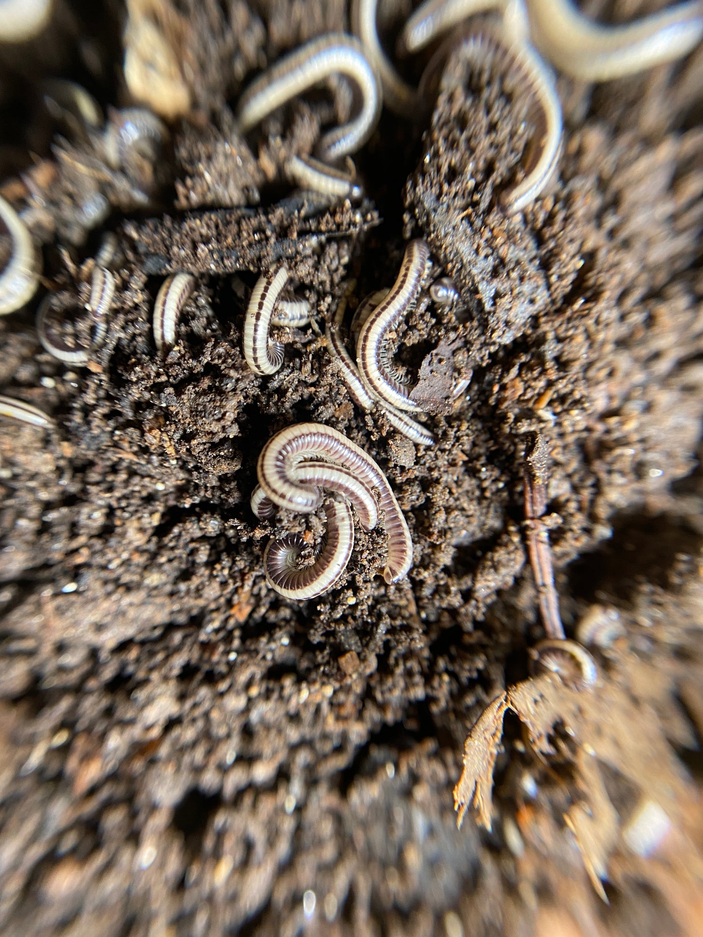 Maui Millipede 10 count