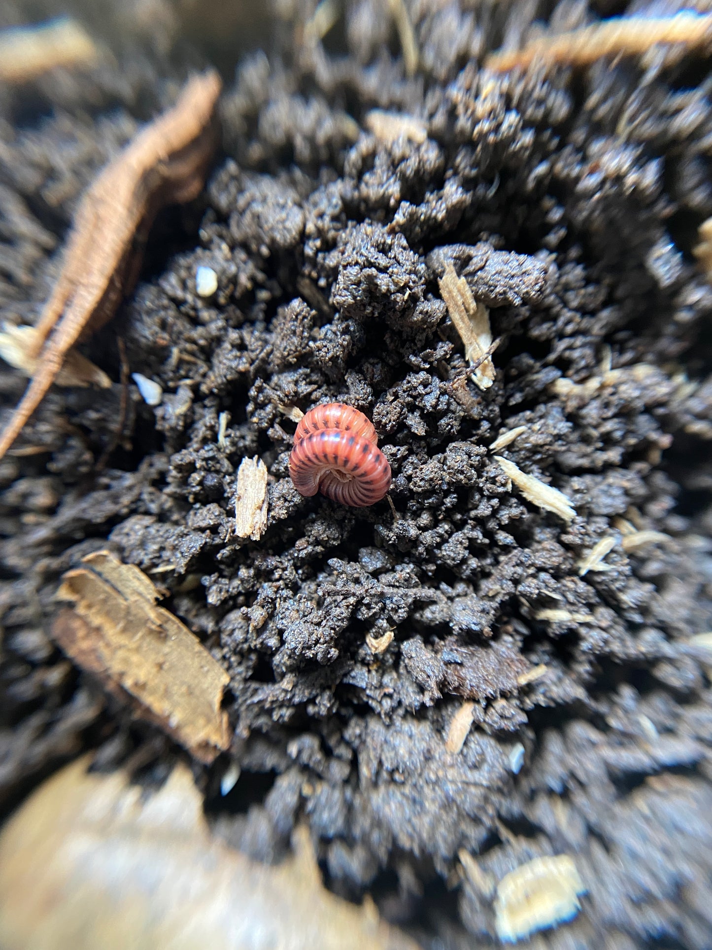 Spotted Fire Millipede (Centrobolus splendidus)