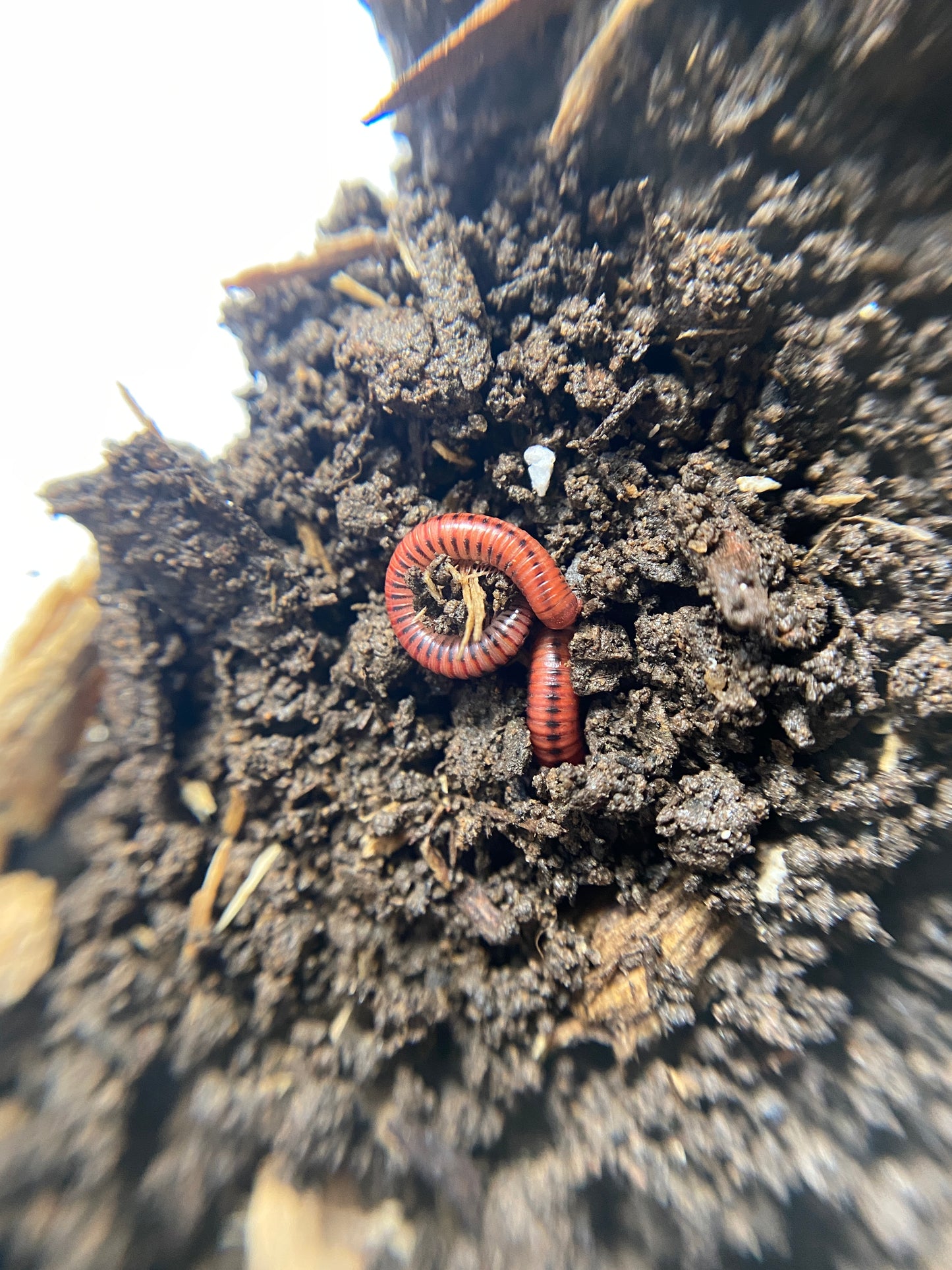 Spotted Fire Millipede (Centrobolus splendidus)