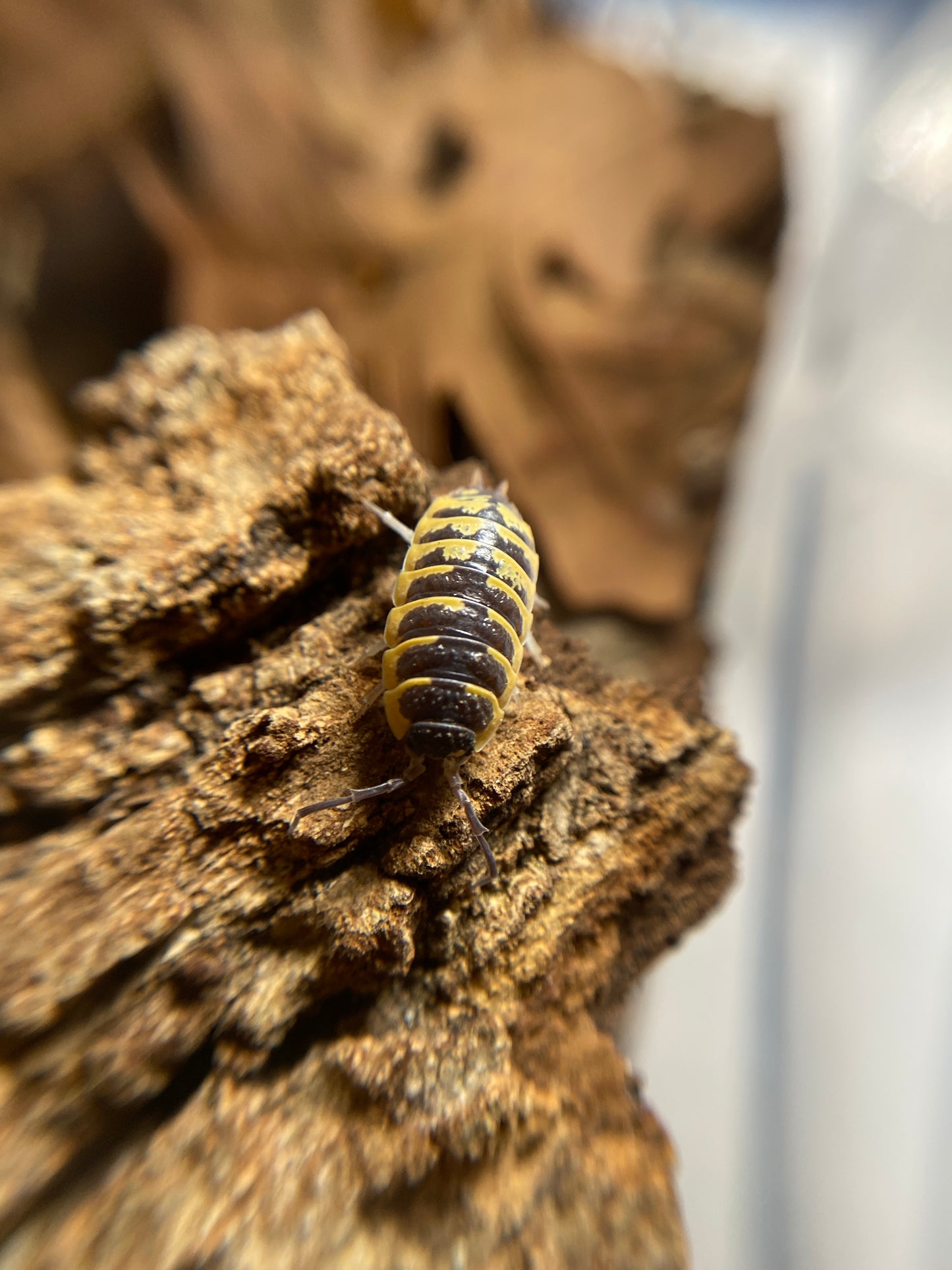 Porcellio ornatus “chocolate high yellow”