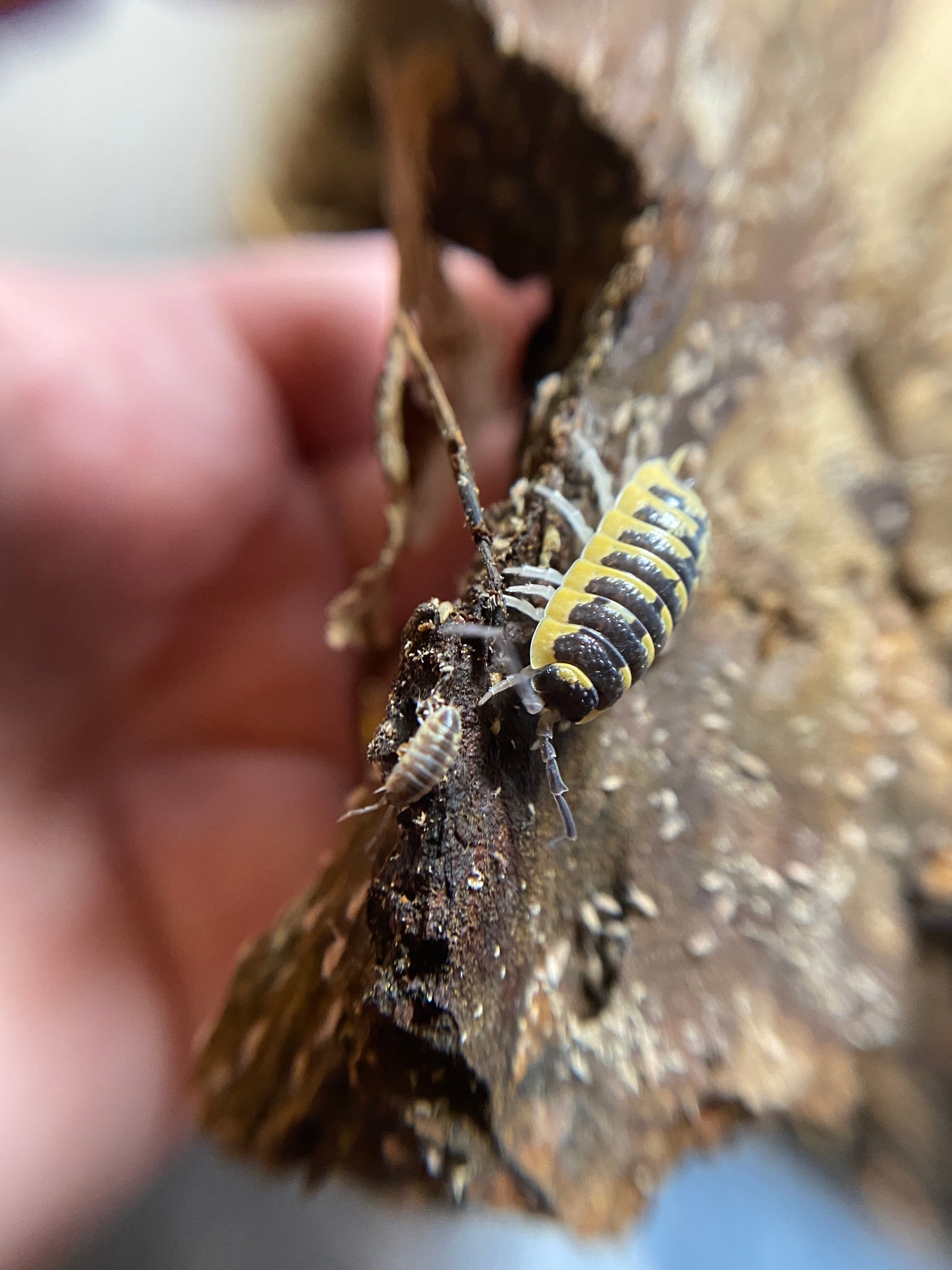 Porcellio ornatus “chocolate high yellow”