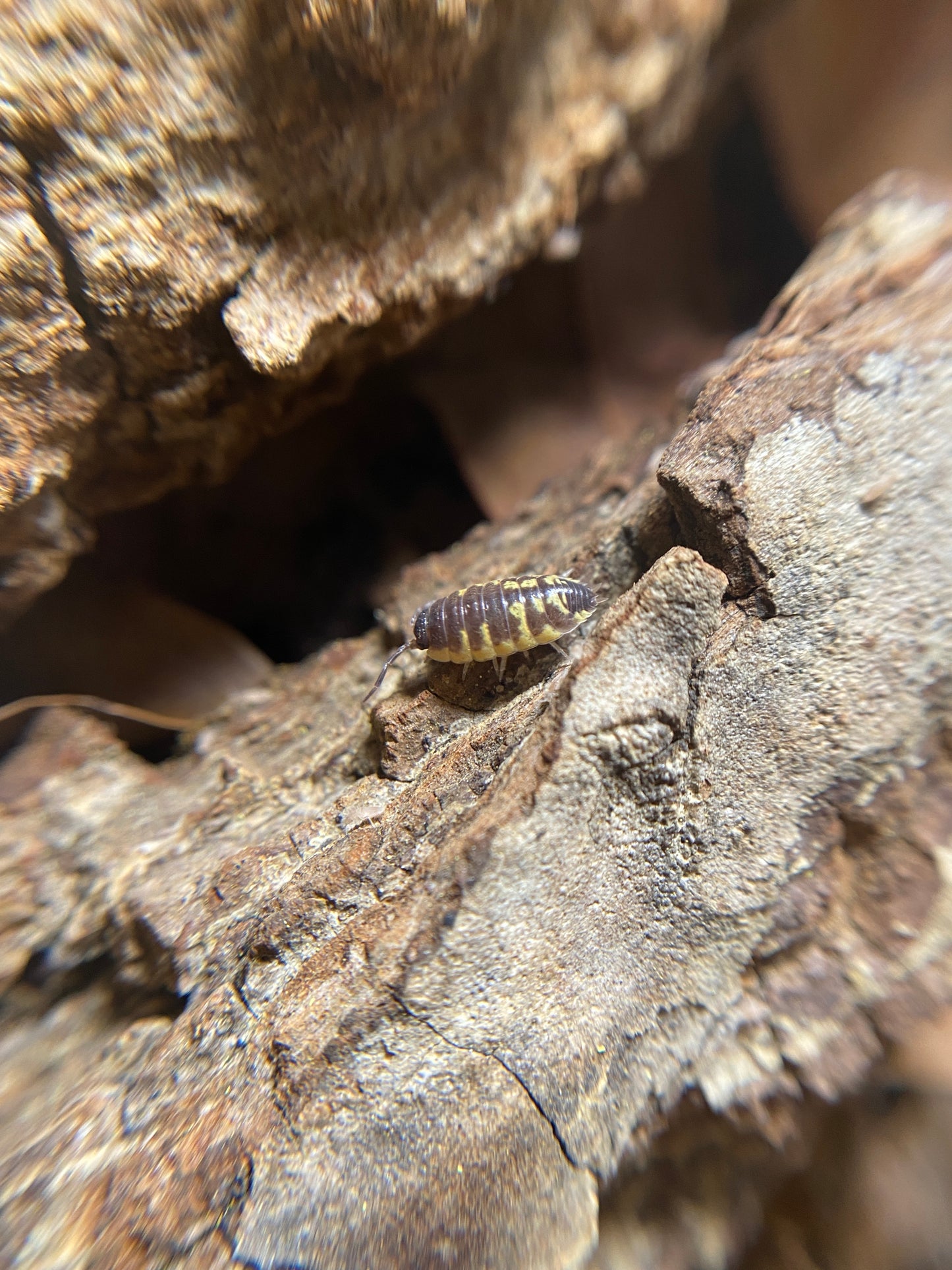 Porcellio ornatus “chocolate high yellow”