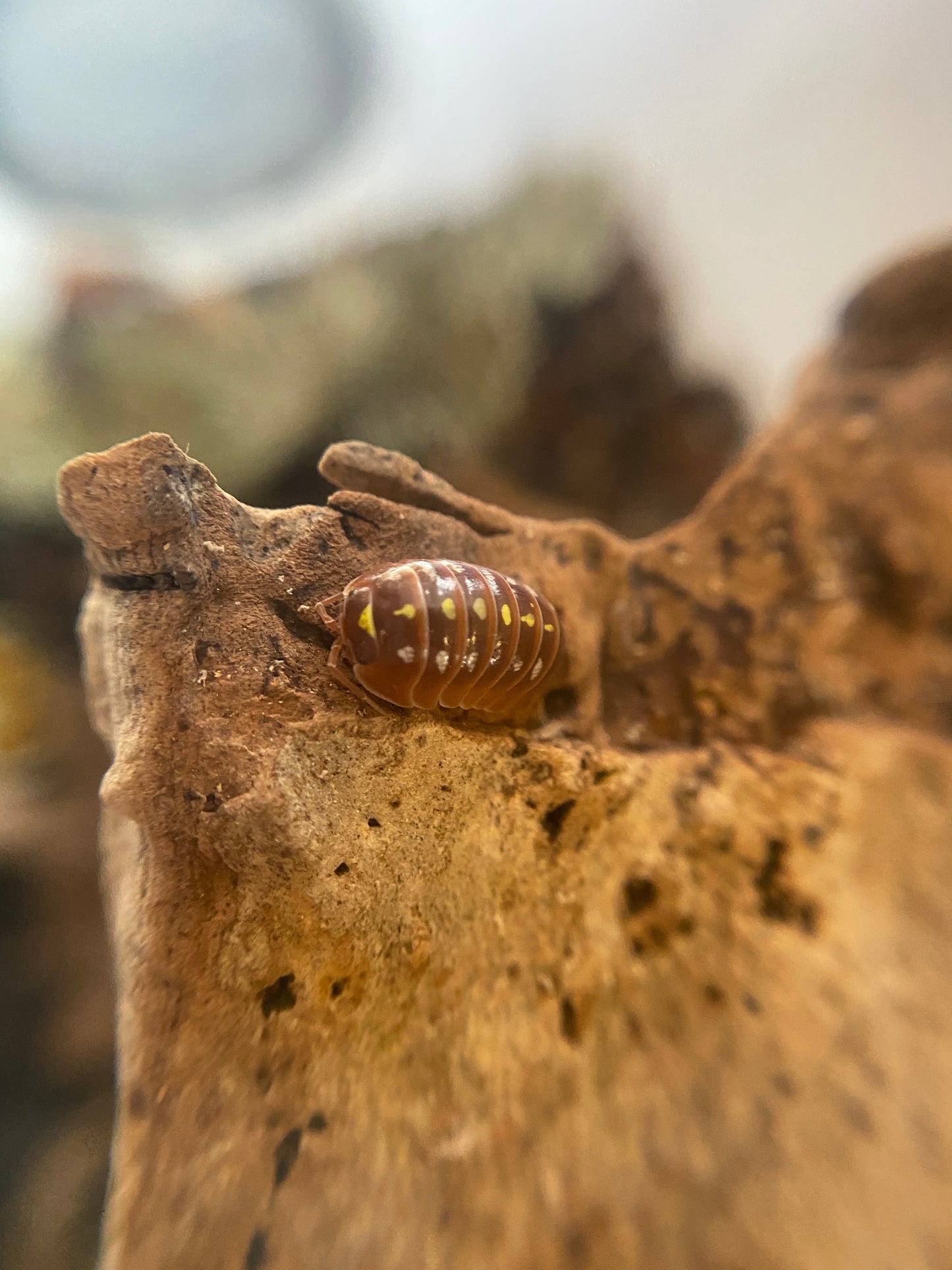 Armadillidium Klugii “Orange Montenegro Clowns”