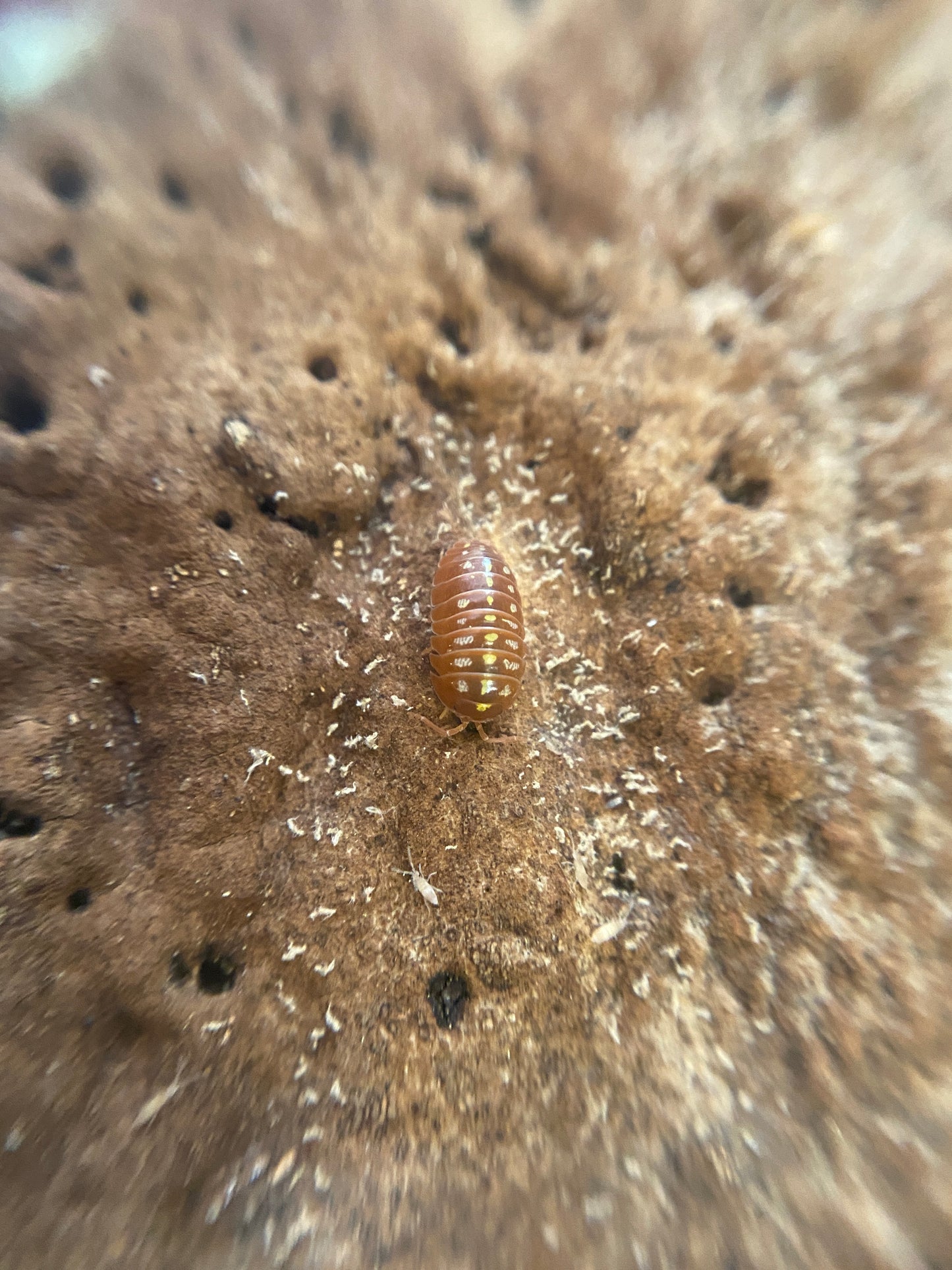 Armadillidium Klugii “Orange Montenegro Clowns”