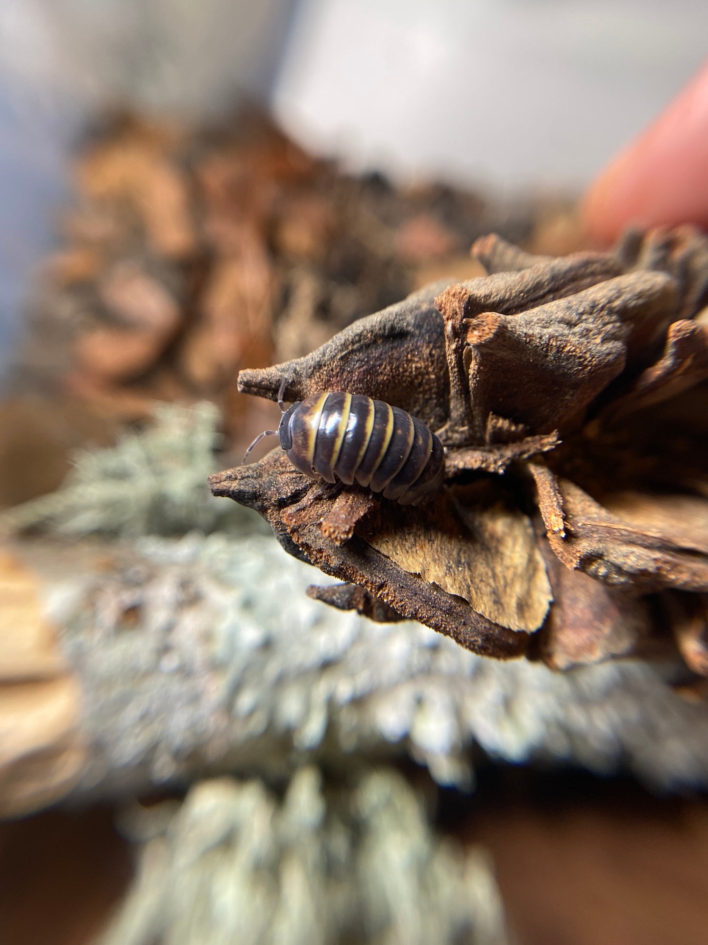 Armadillidium badium "Castledaccia"