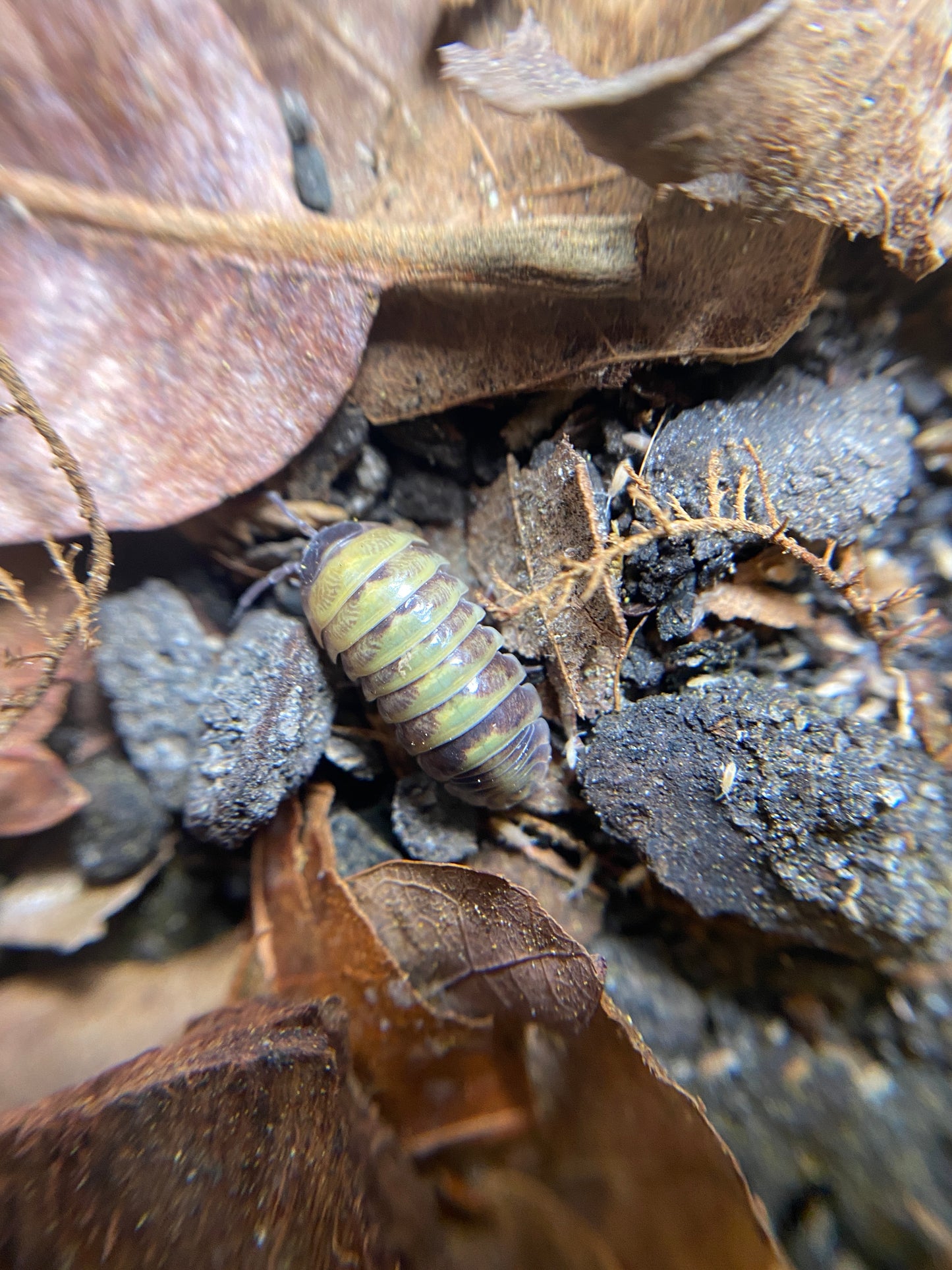 Armadillidium badium "Castledaccia"