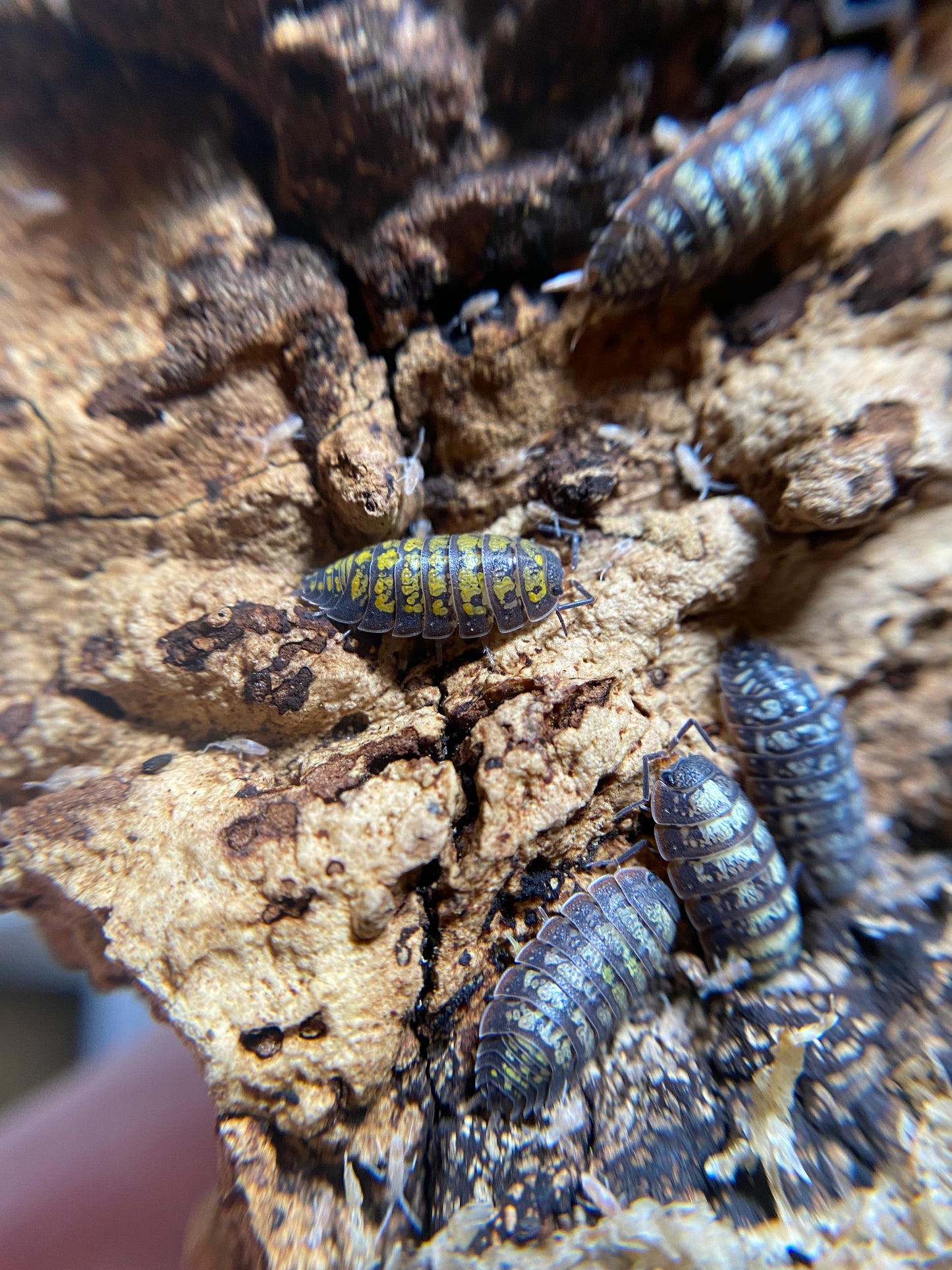 Porcellionides Sp. "Big Pine Key"