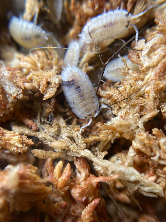 Porcellio Scaber Dalmation