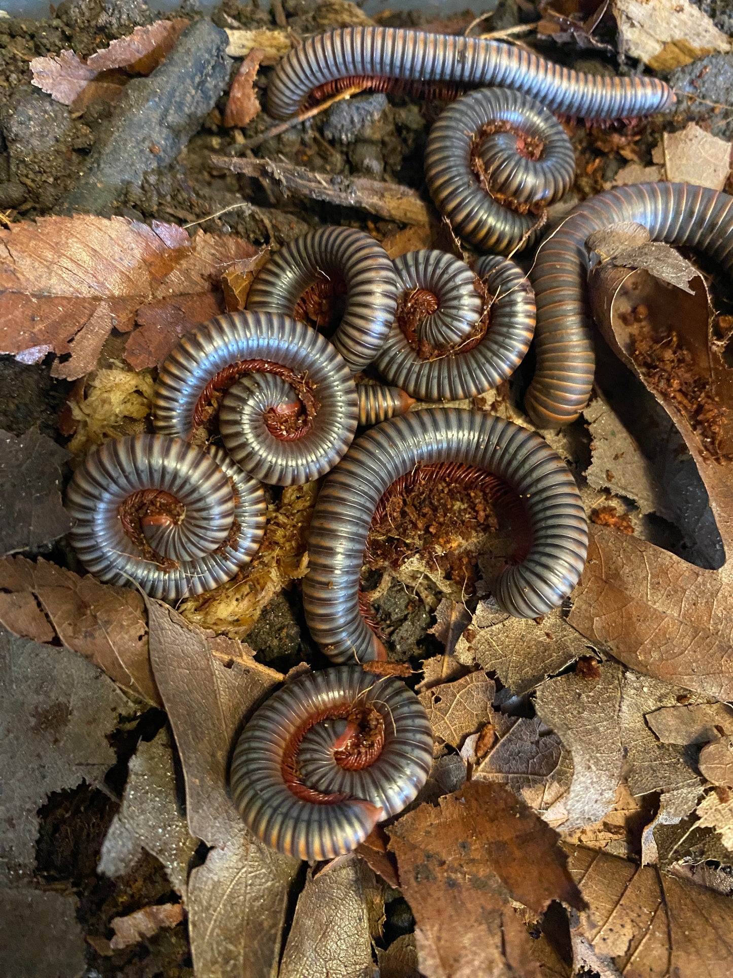 Atopochetus Sp Thailand