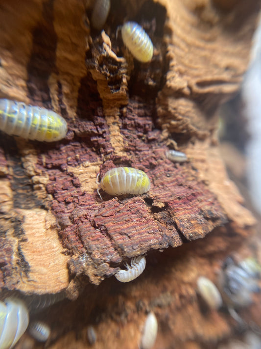 Armadillidium Vulgare “American magic potion”