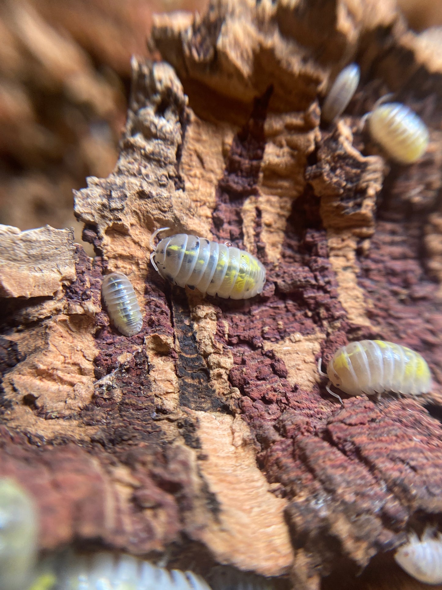 Armadillidium Vulgare “American magic potion”