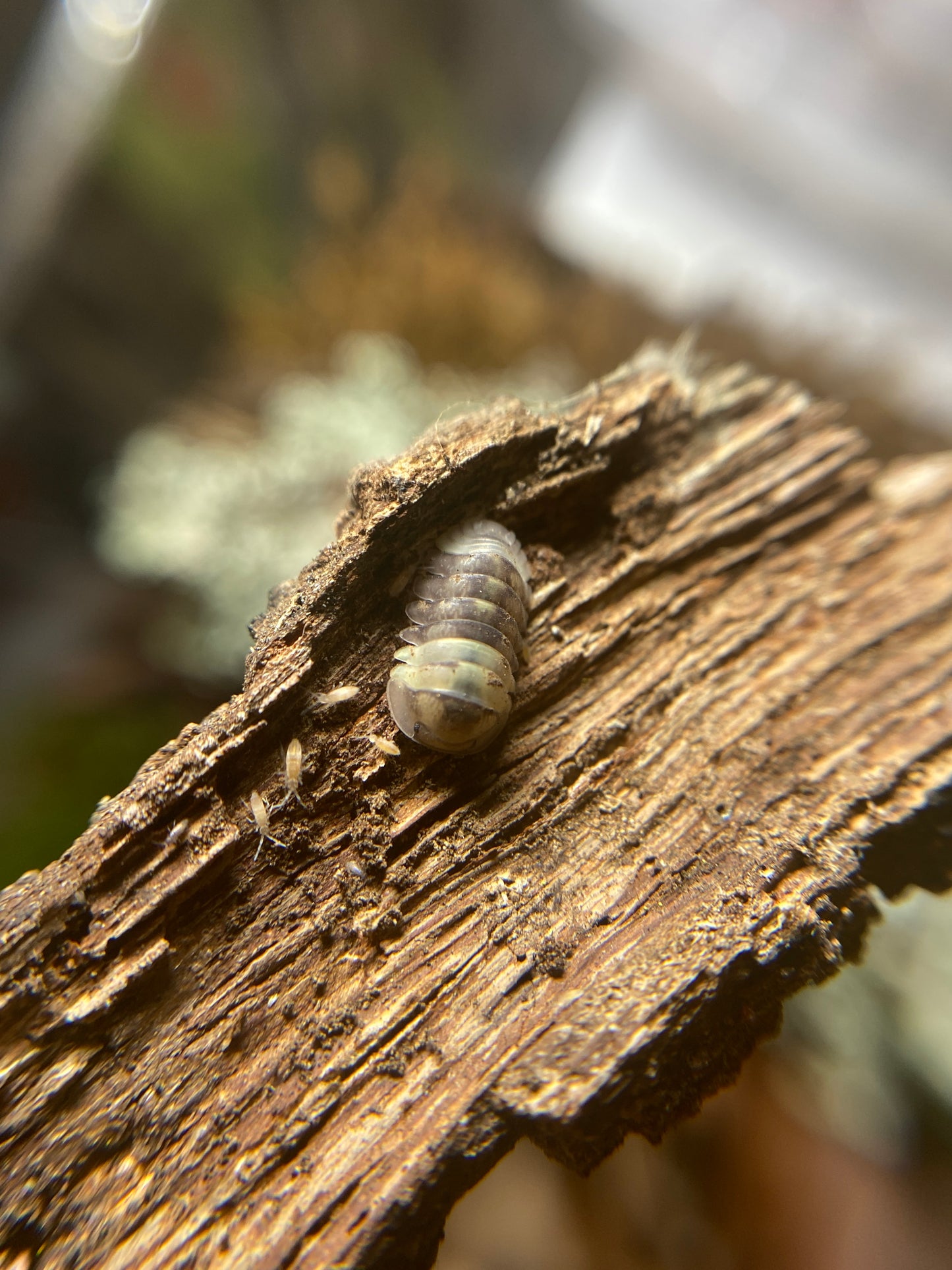 Cubaris Sp “Panda Firefly”