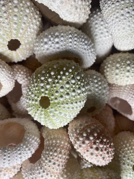 Sea Urchin Shells