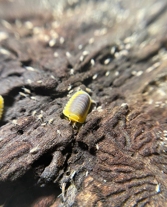 Cubaris Sp “Lemon Blue”