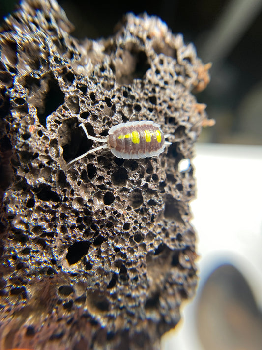 Porcellio succinctus