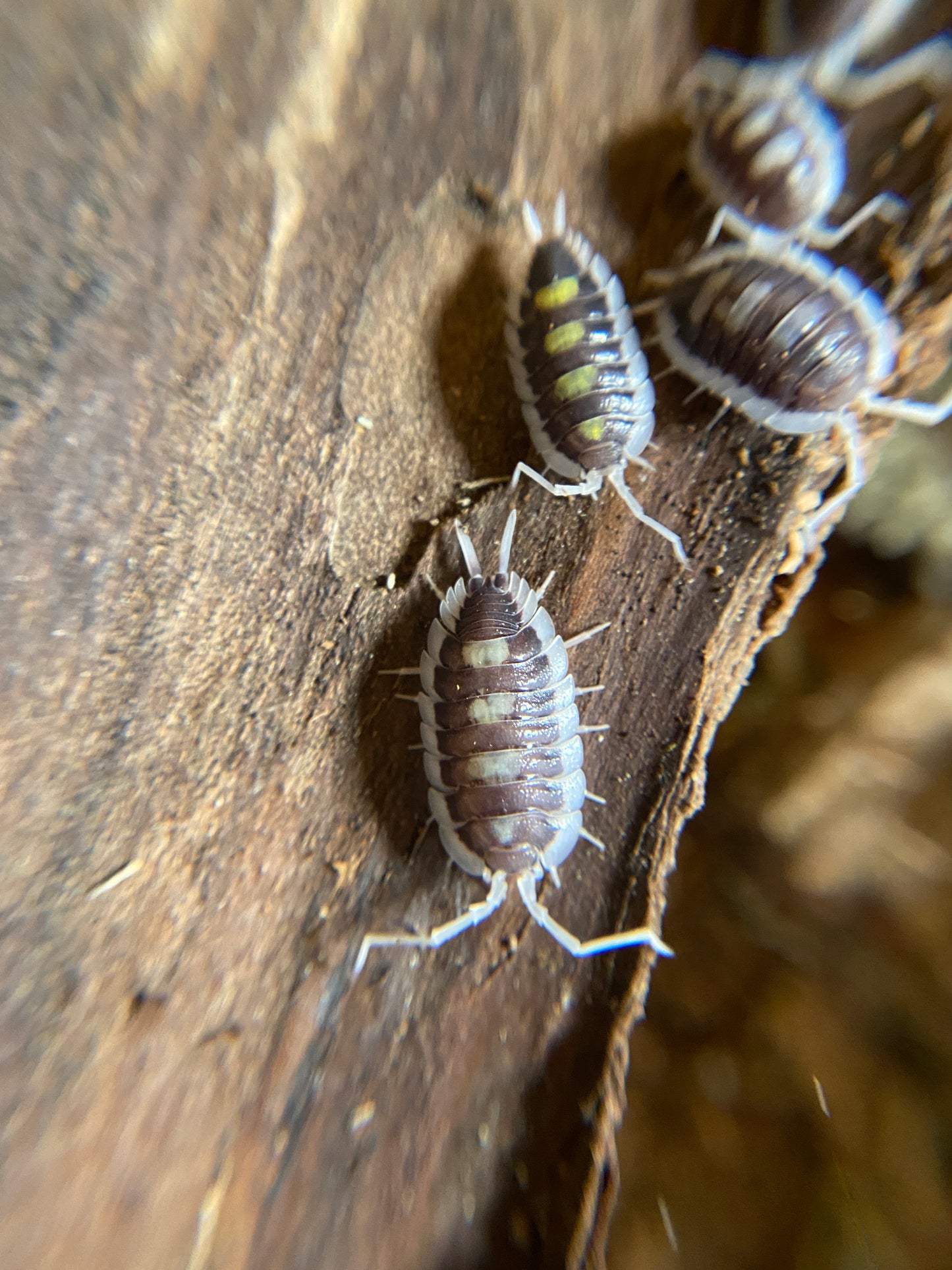 Porcellio succinctus