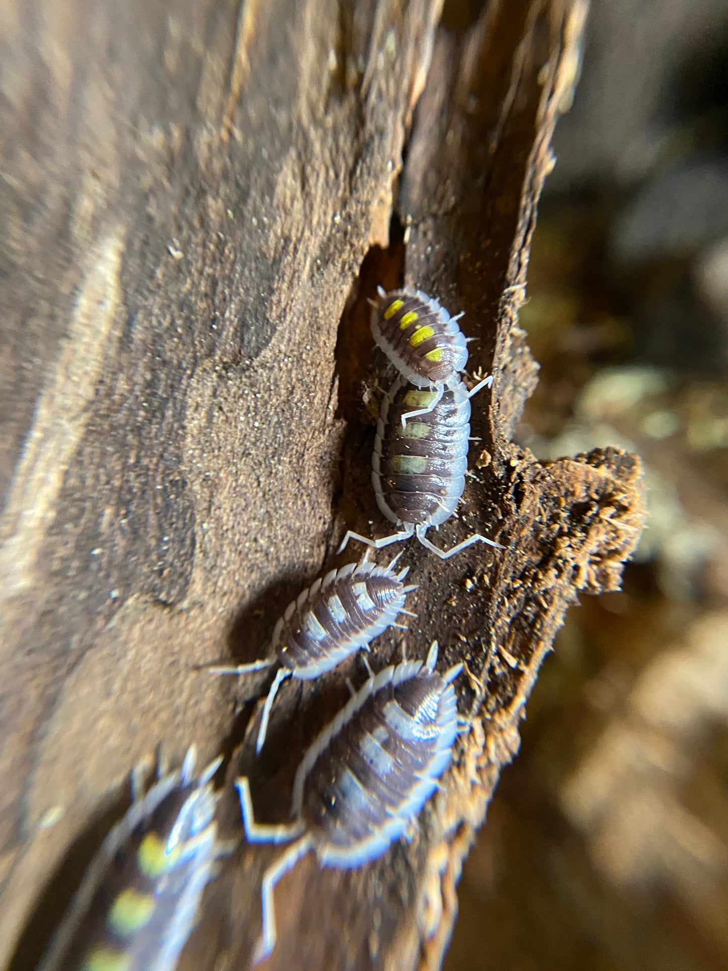 Porcellio succinctus