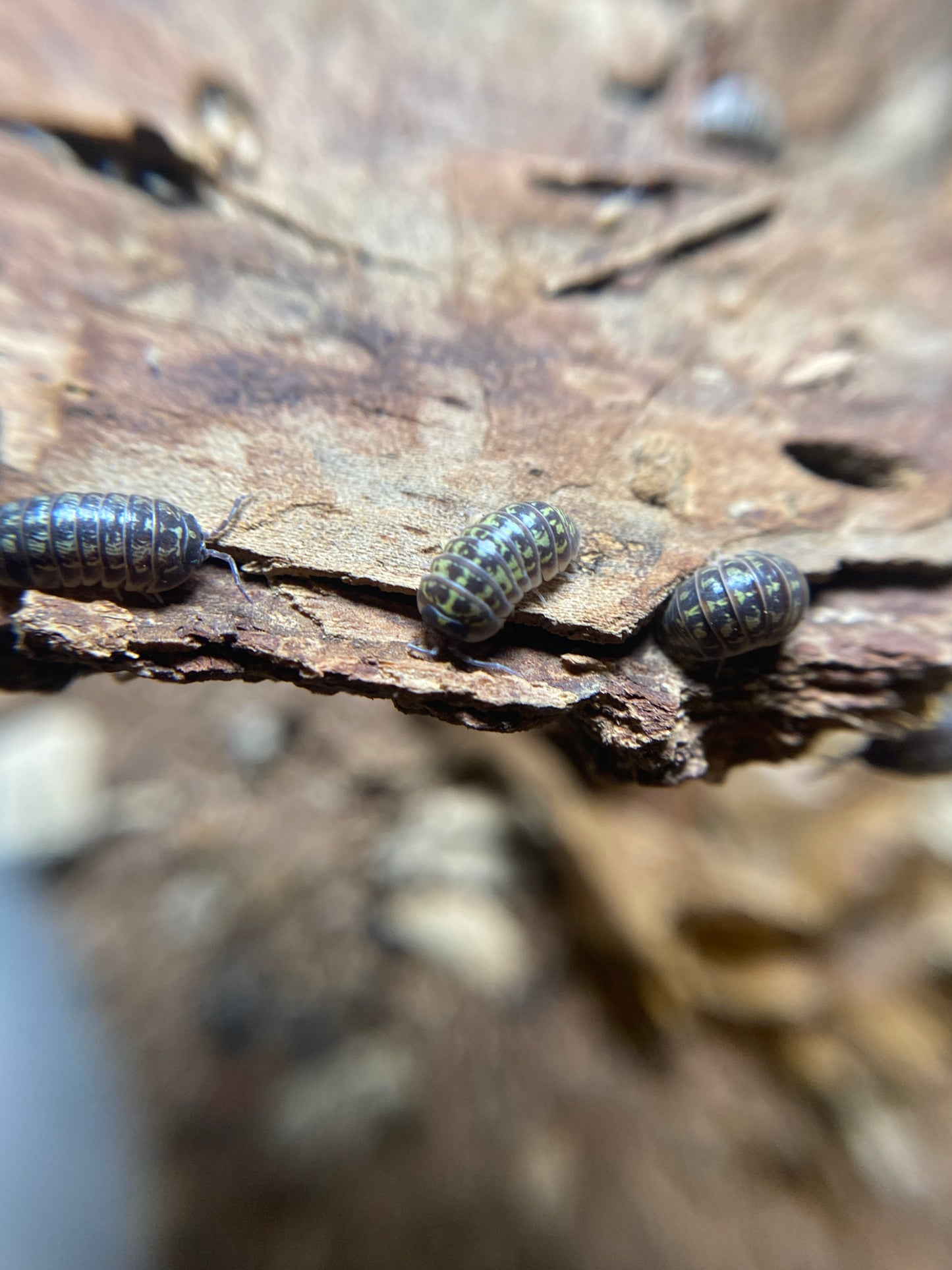 Armadillidium Versicolor “Ceska”