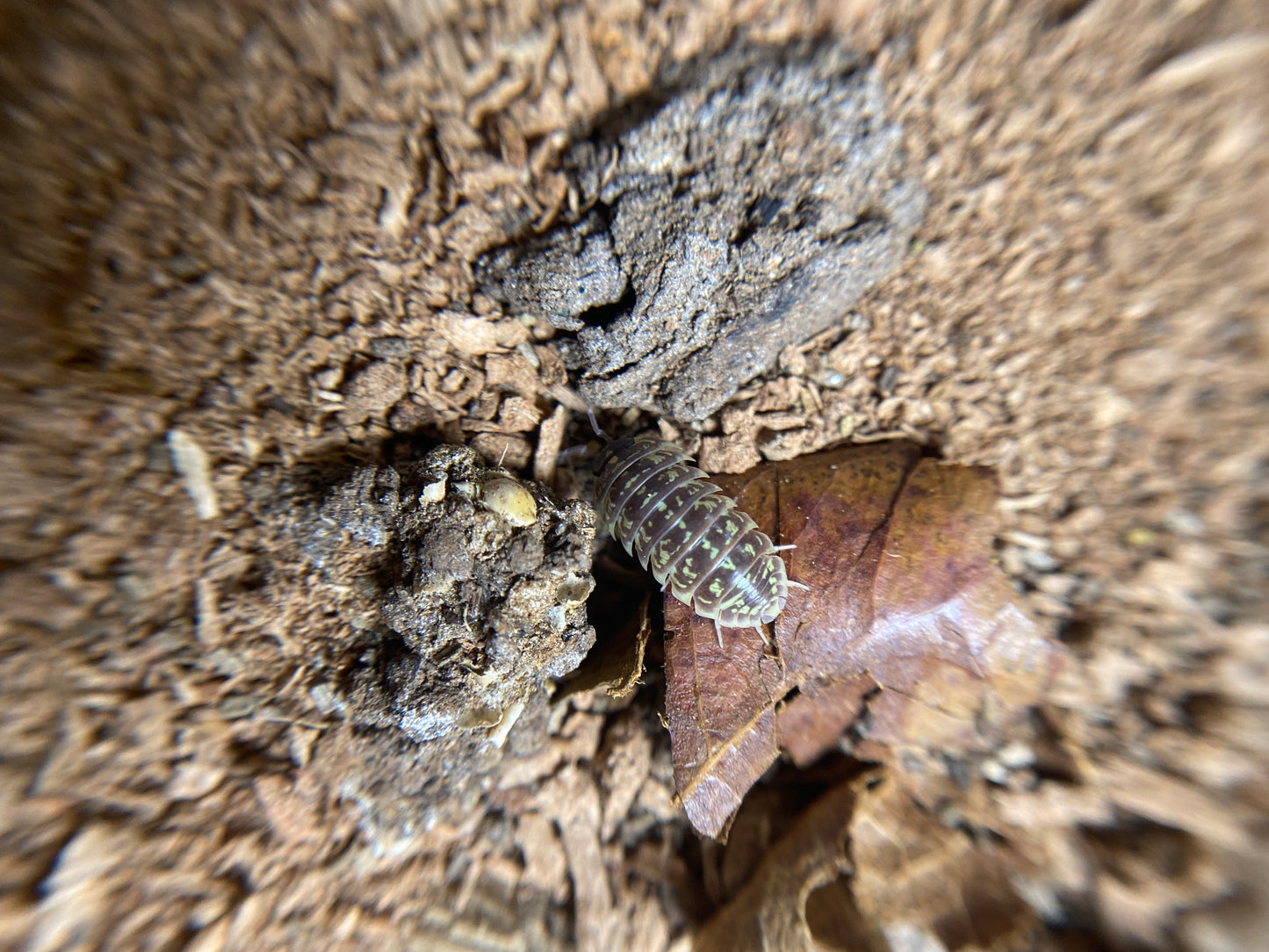 Armadillidium Versicolor “Ceska”