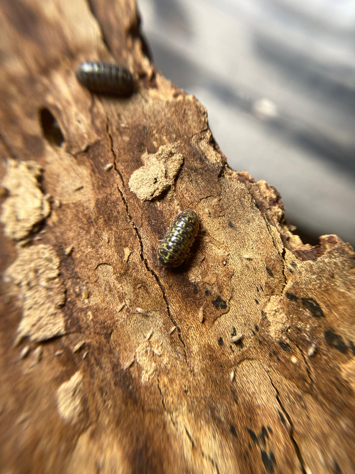 Armadillidium Versicolor “Ceska”