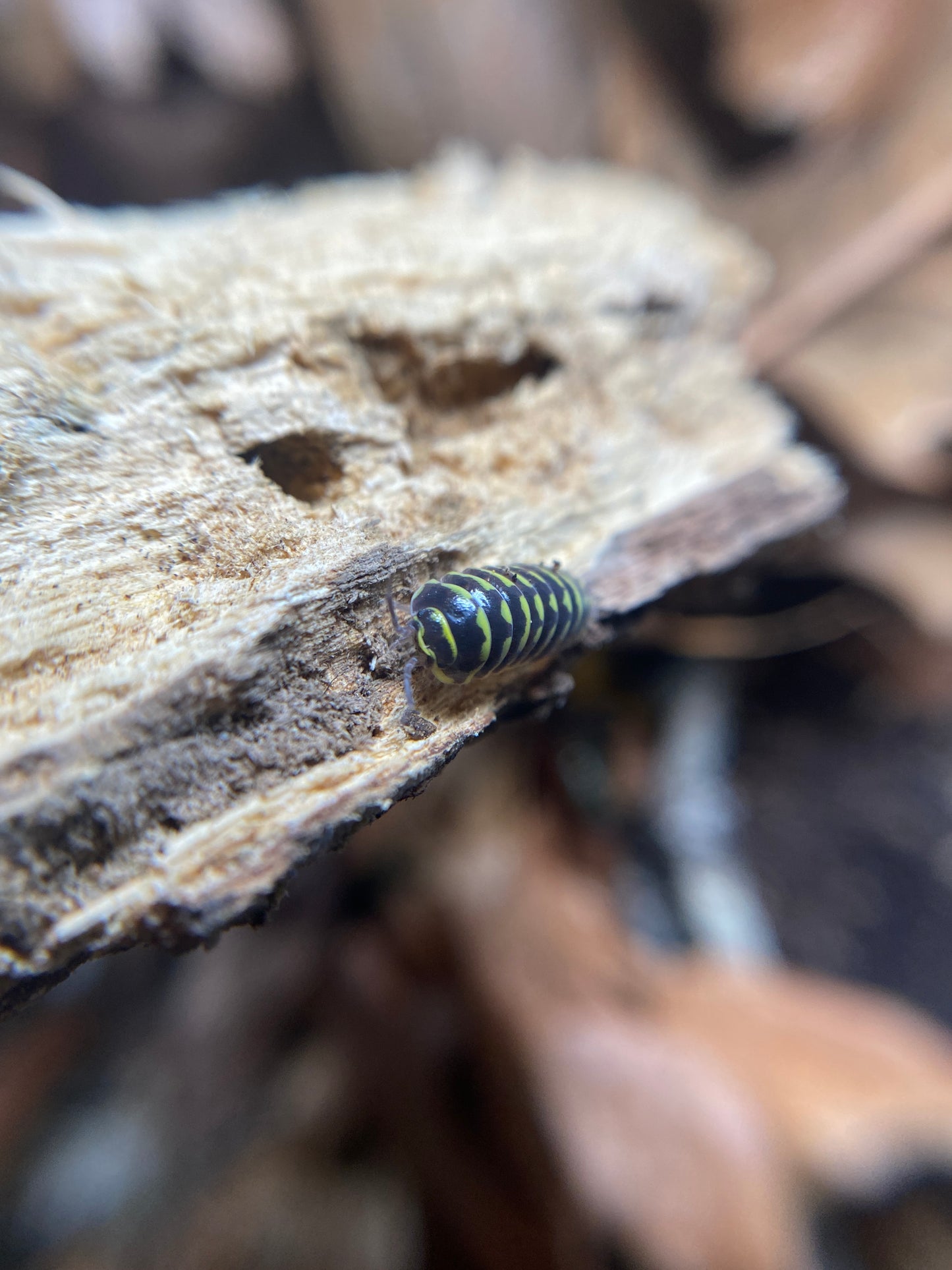 Armadillidium Maculatum “yellow zebra”