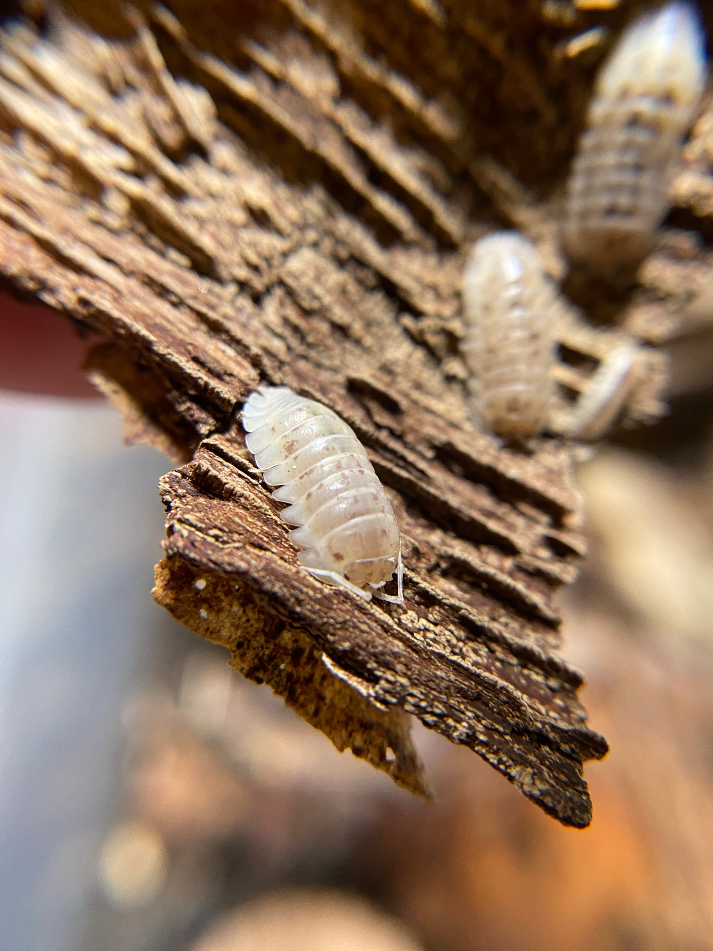 Armadillidium nasatum "gold flake" jelly bean