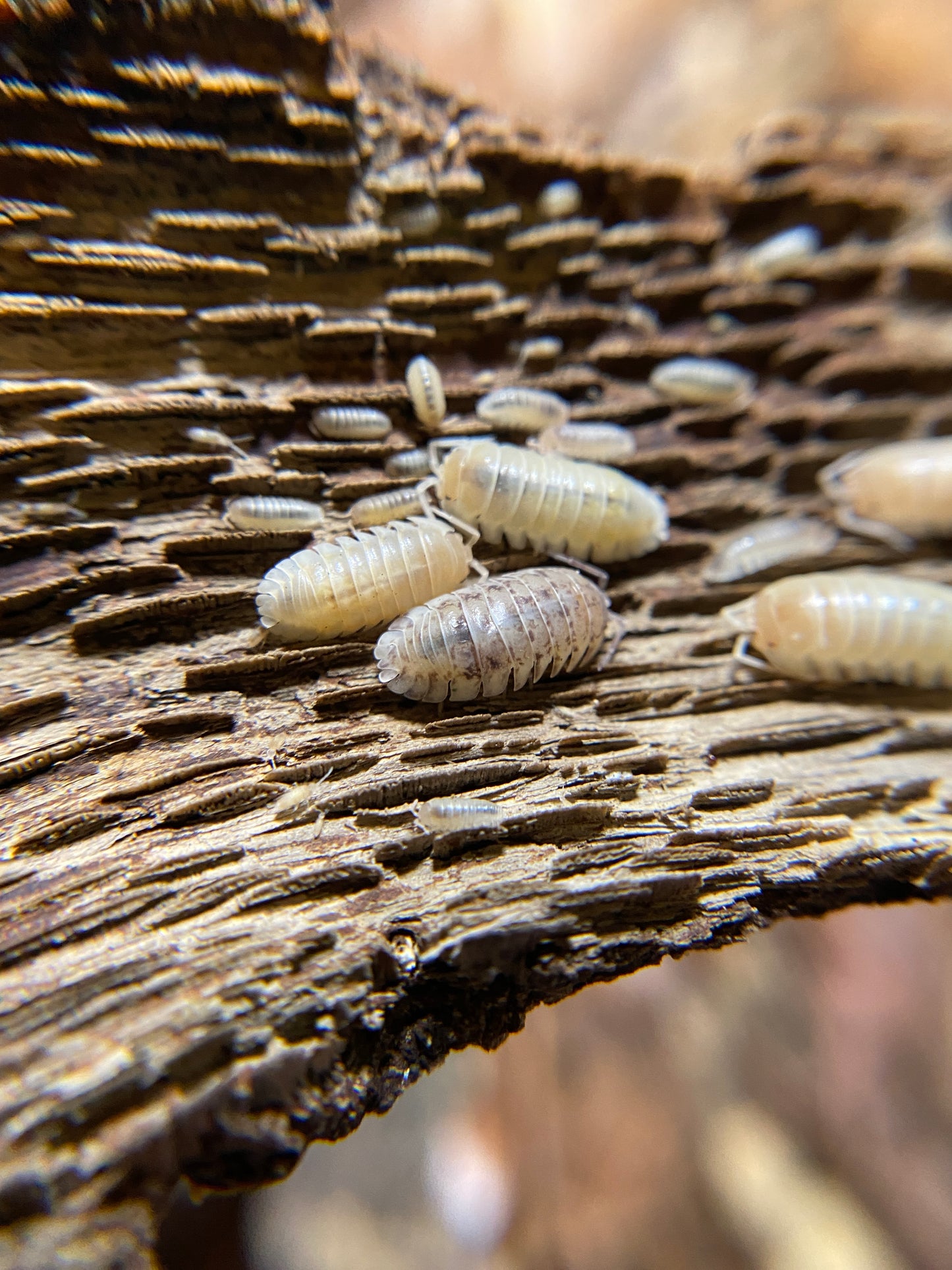 Armadillidium nasatum "gold flake" jelly bean