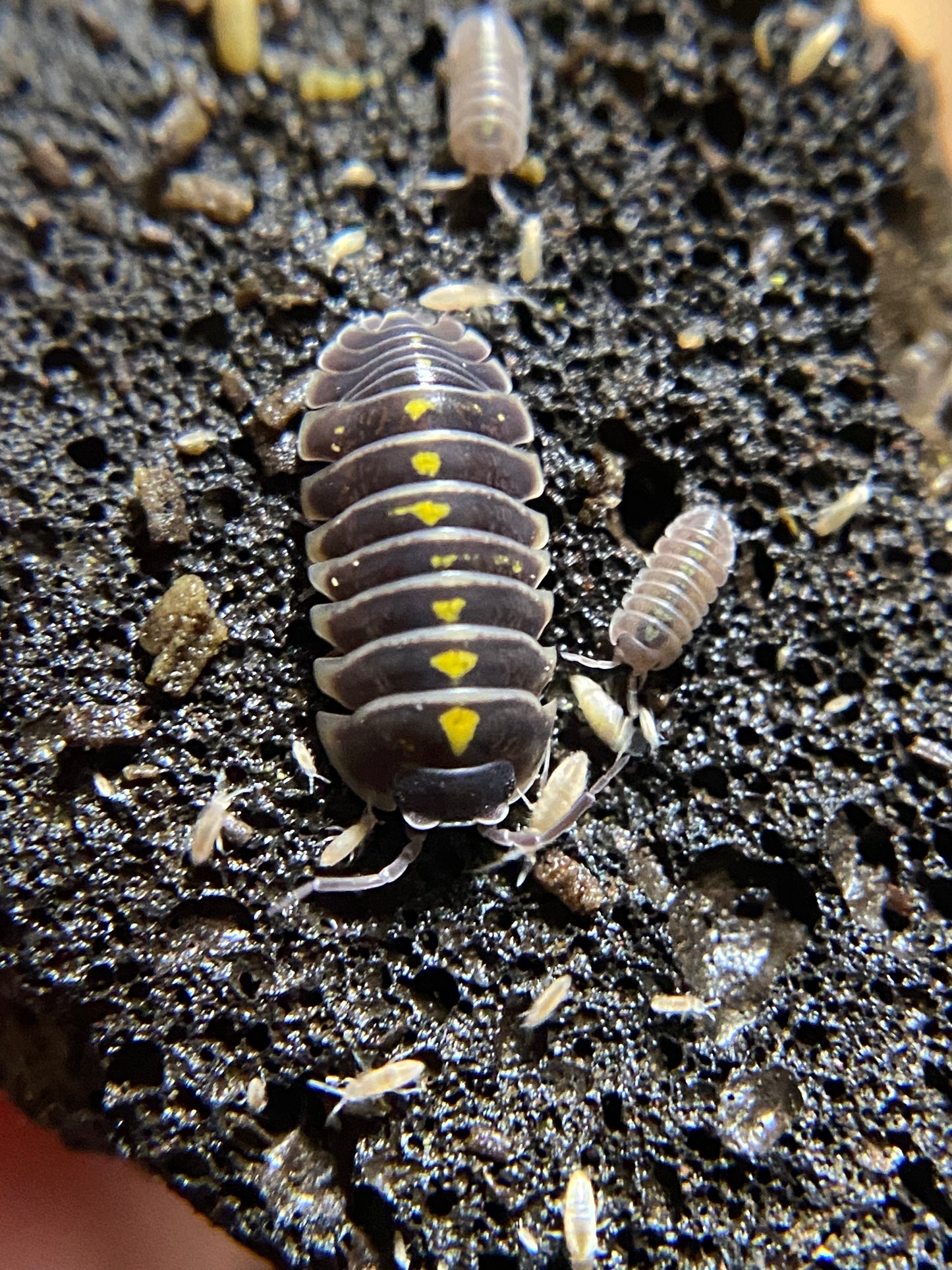 Armadillidium germanicum "Darth Vader"