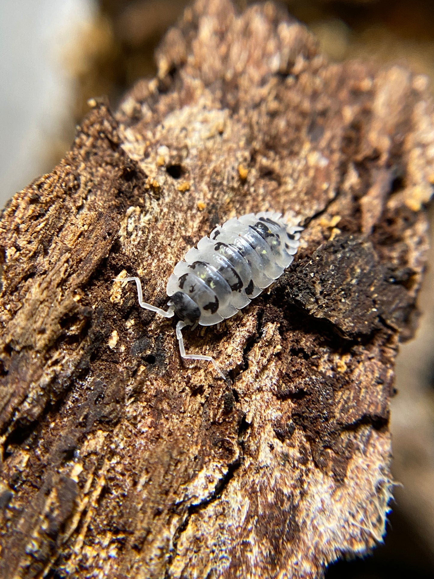 Oniscus asellus Mardis Gras