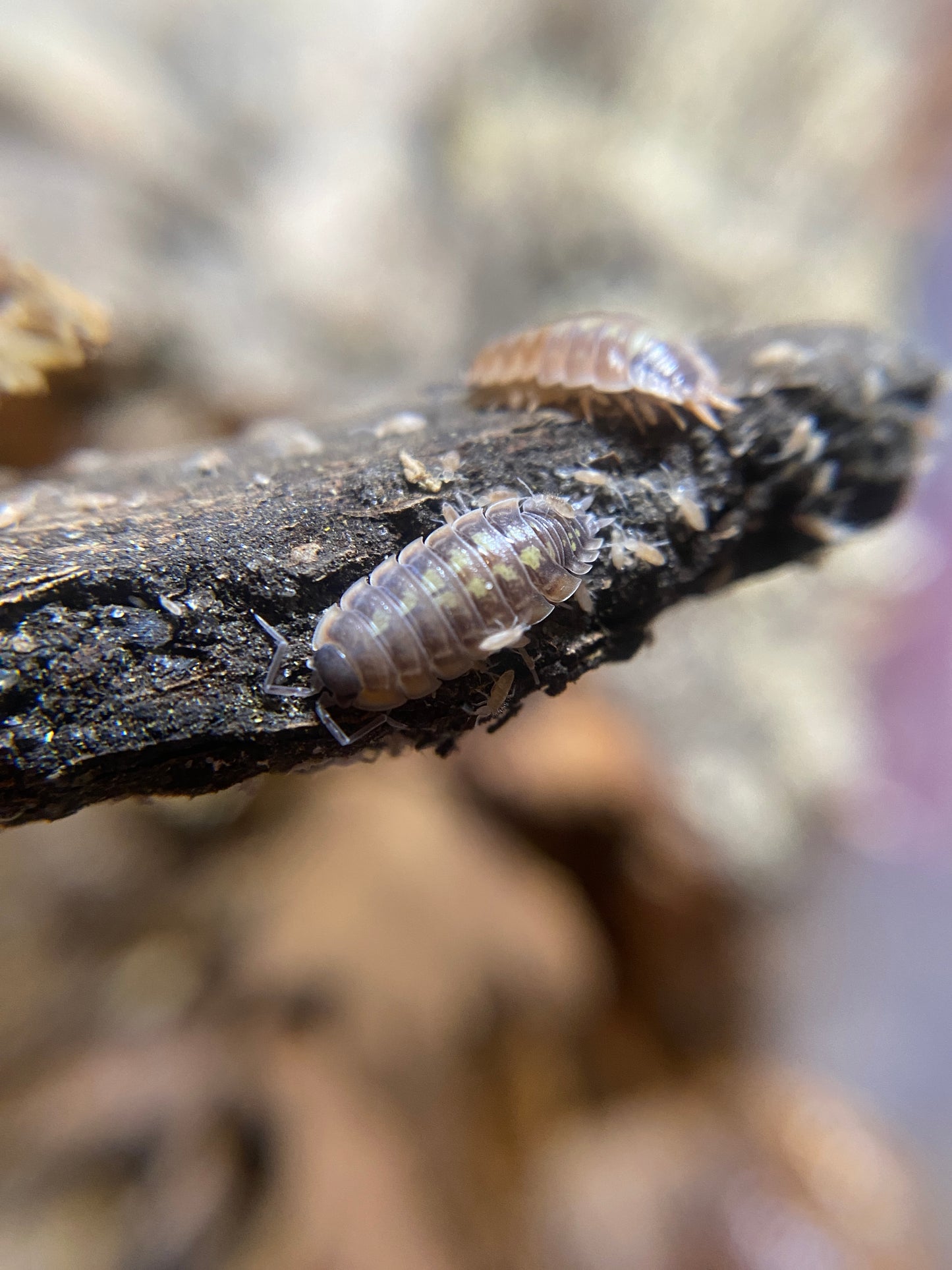 Porcellio duboscqui troglophila