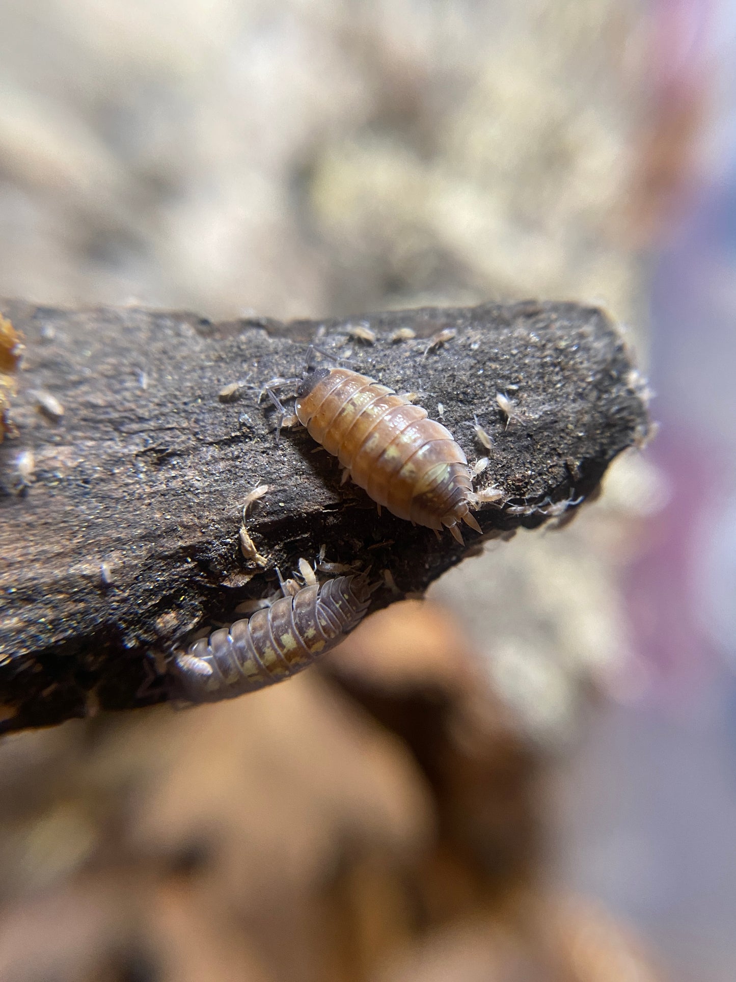 Porcellio duboscqui troglophila