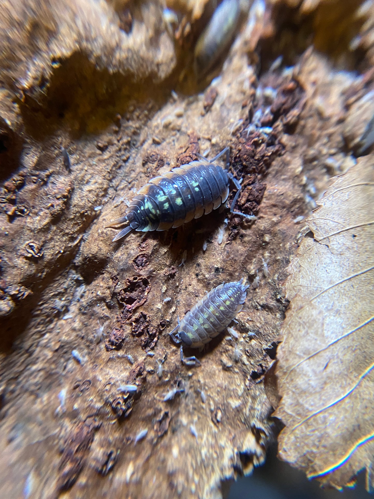 Porcellio duboscqui troglophila