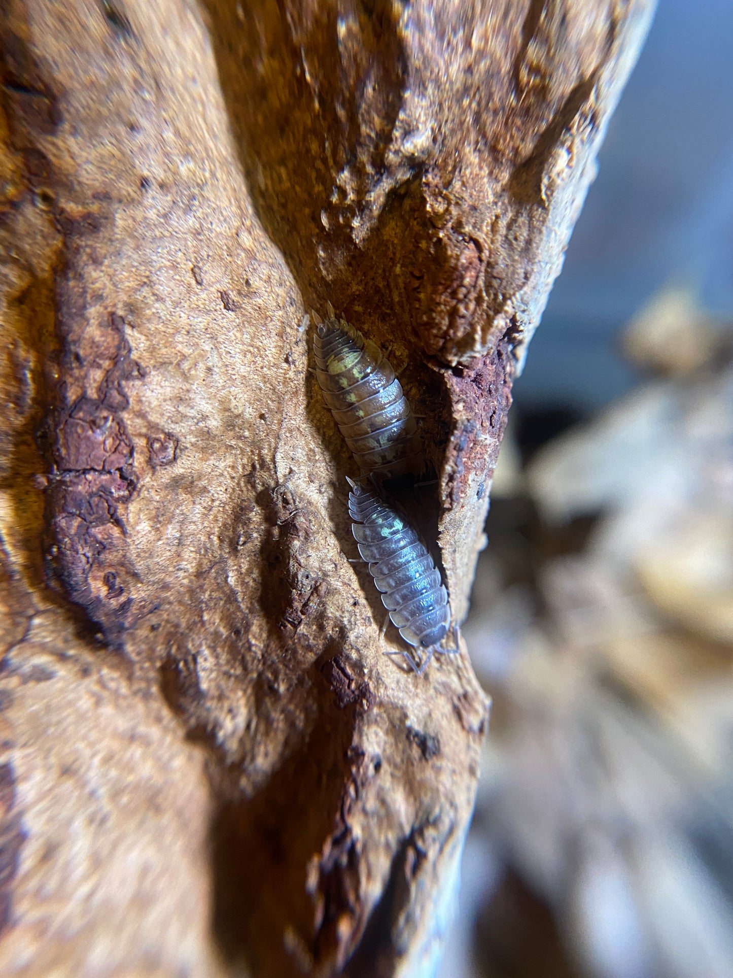 Porcellio duboscqui troglophila