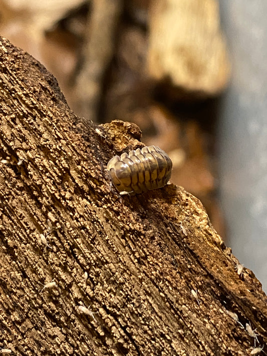 Cubaris sp “yellow tigers”