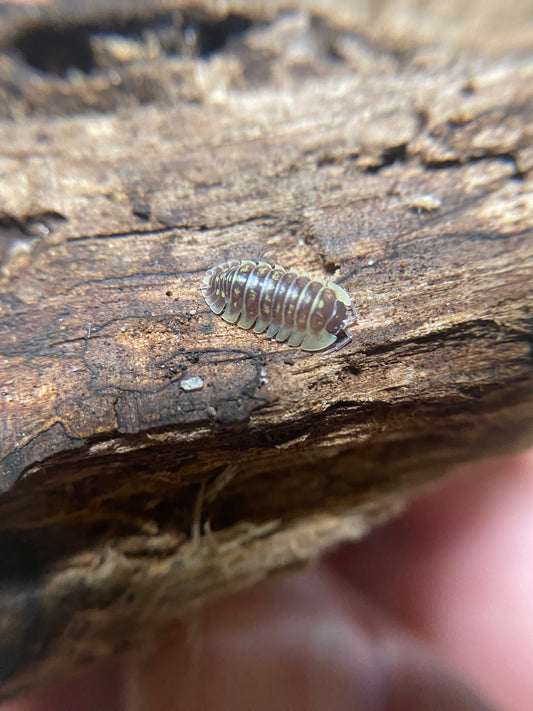 Armadillidium ruffoi