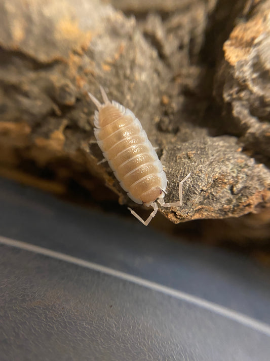 Porcellio Sevilla Caramel