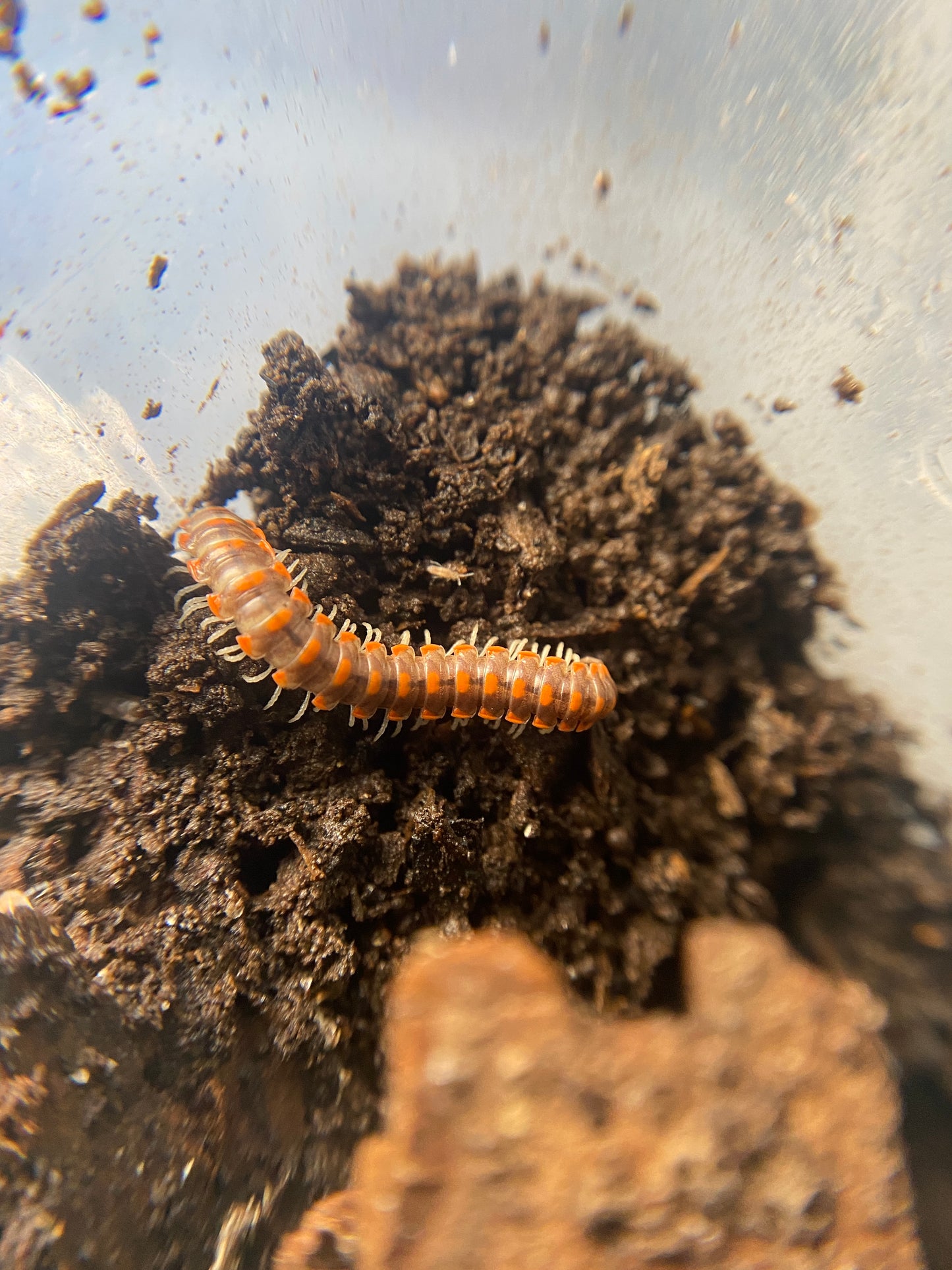 Leach's Train Millipede (Euryurus leachii)