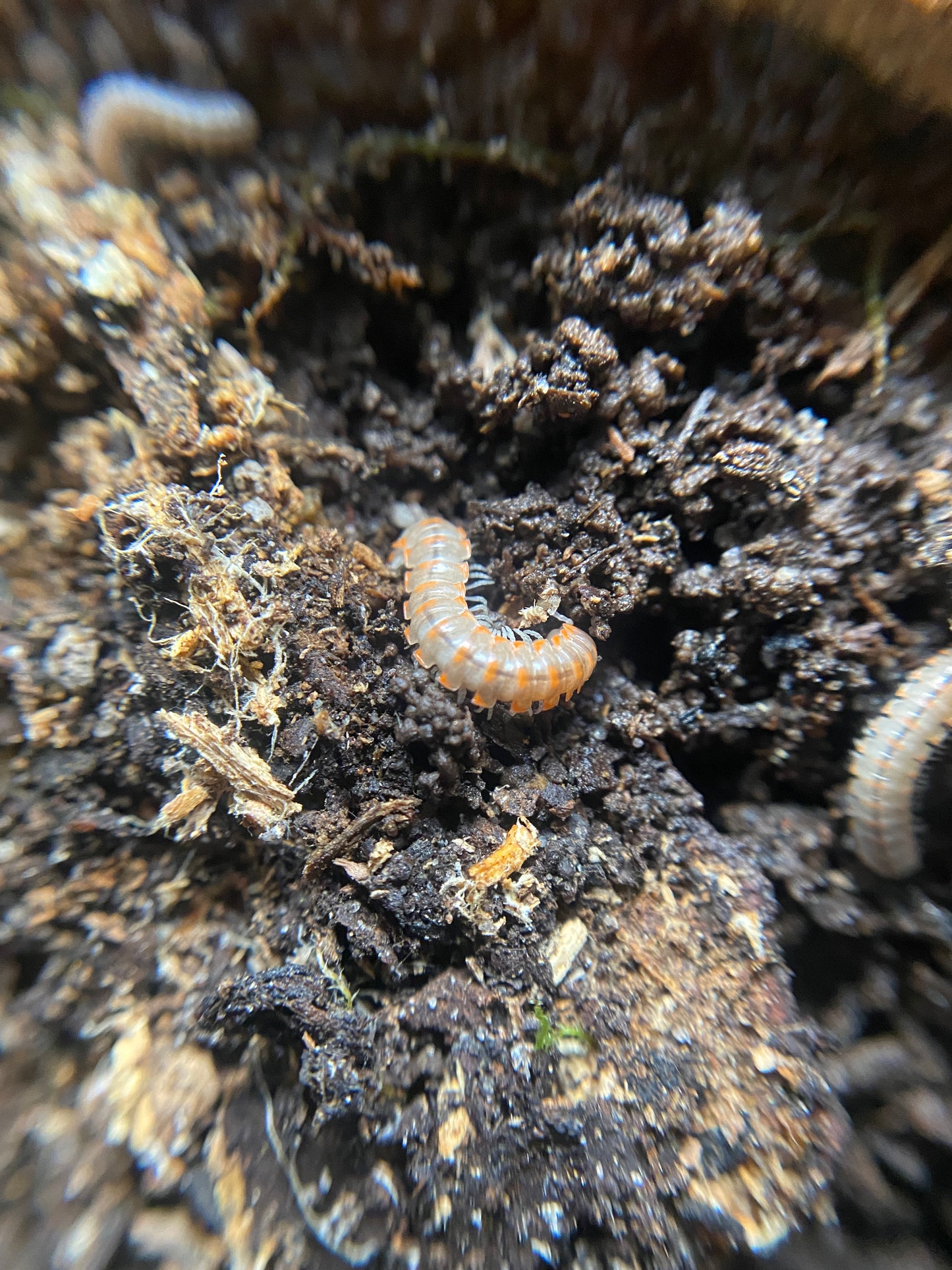 Leach's Train Millipede (Euryurus leachii)