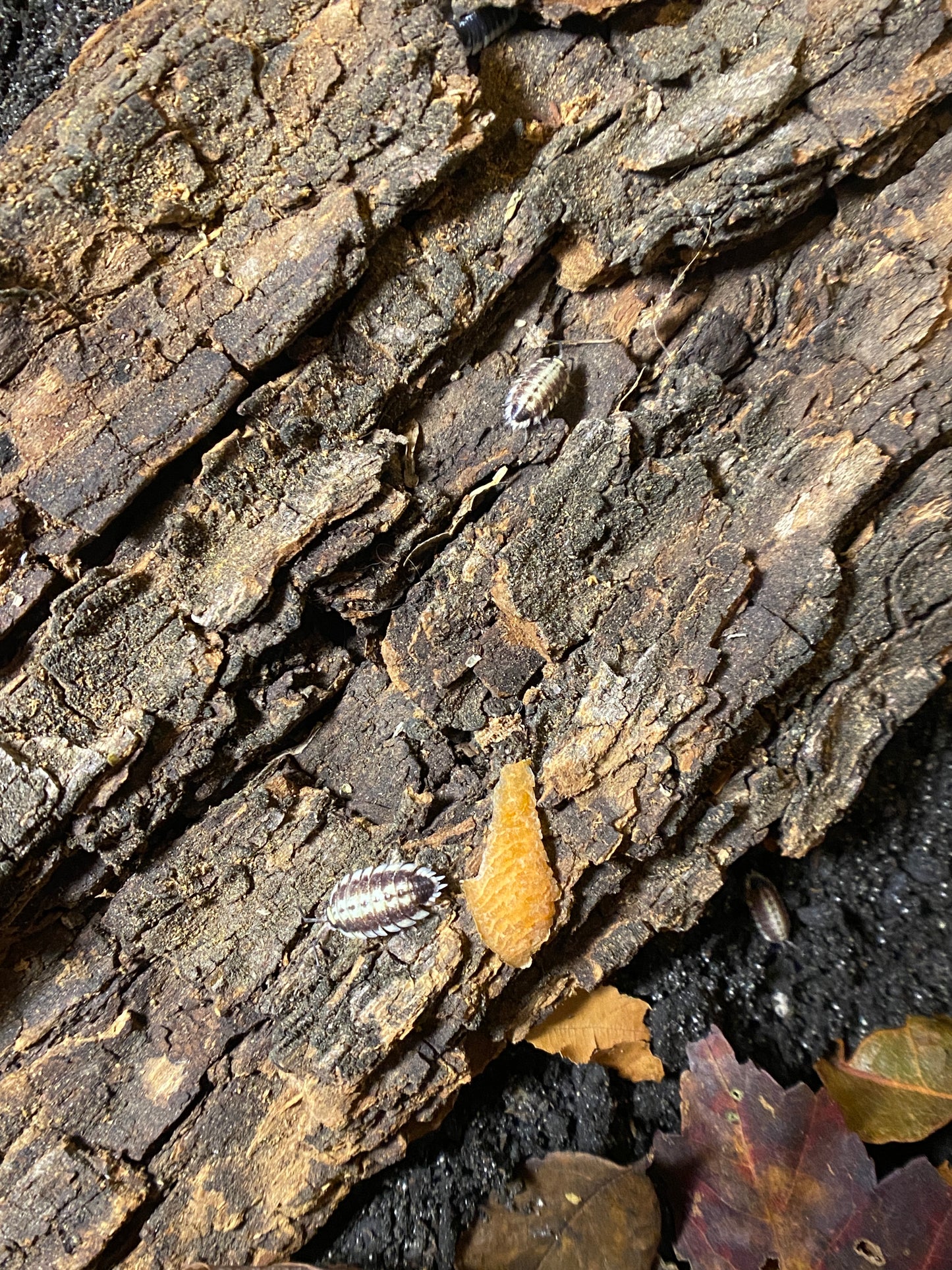 Porcellio flavomarginatus